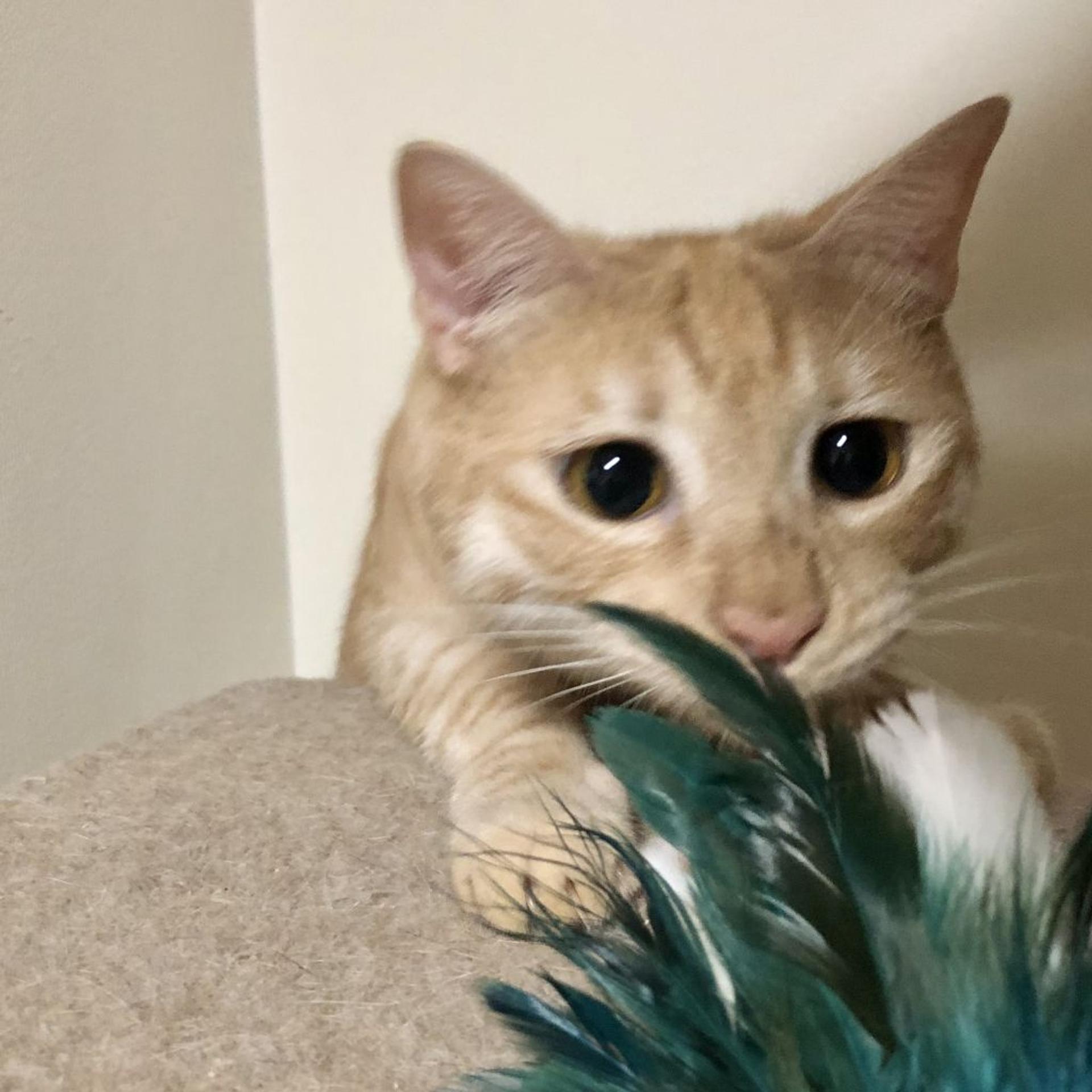 pet-image-2