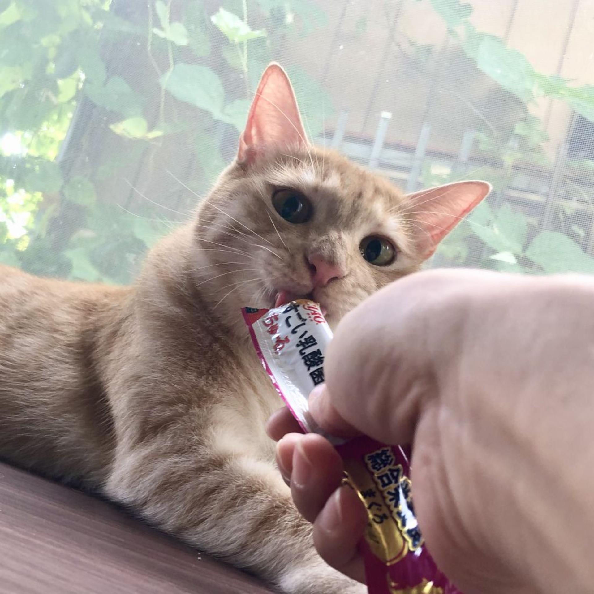 pet-image-4