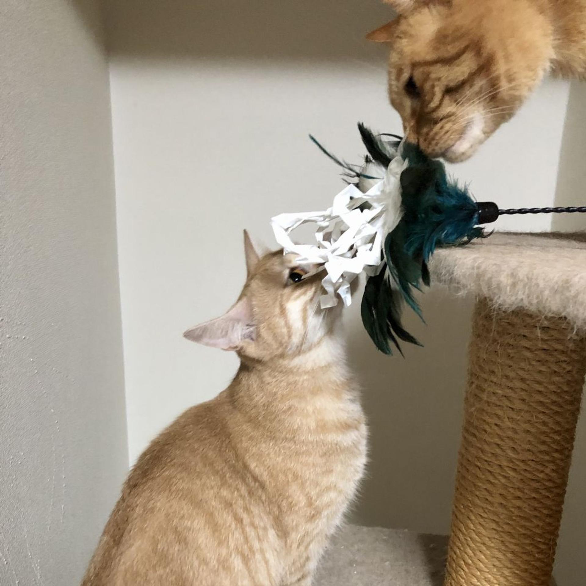 pet-image-5