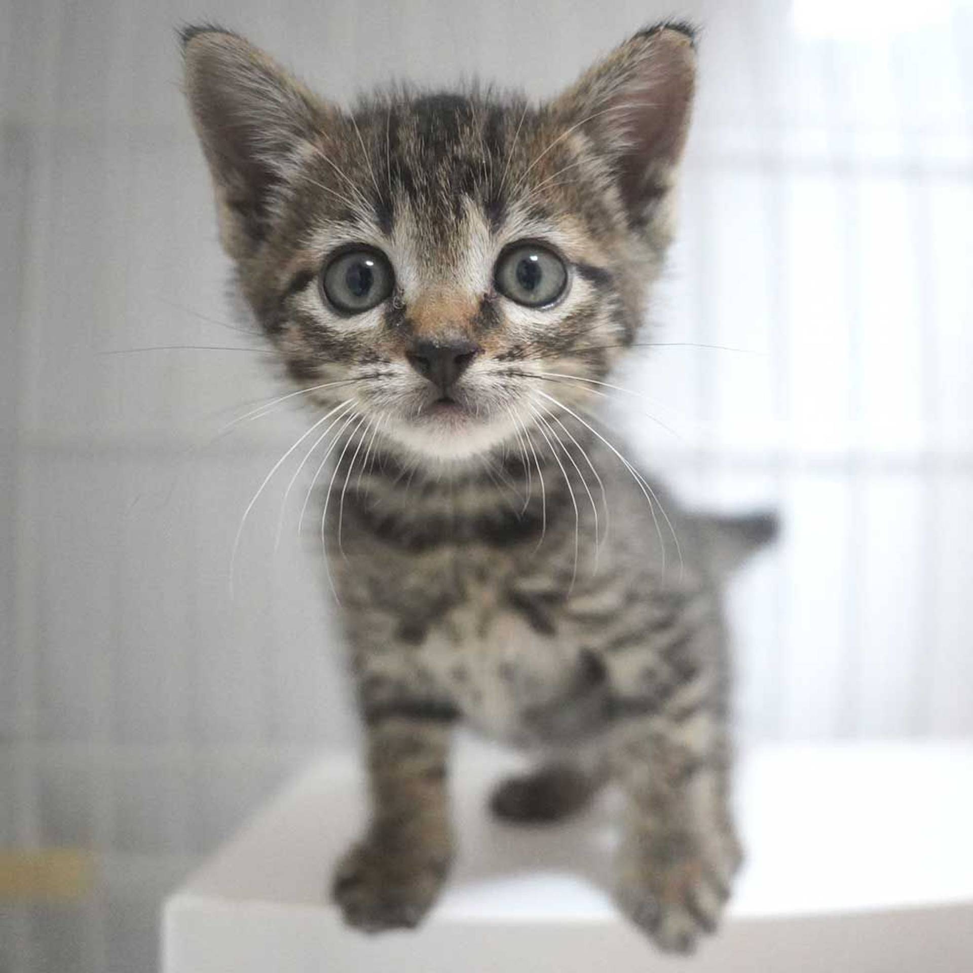 雑種（ミックス猫）・オスの里親募集の写真