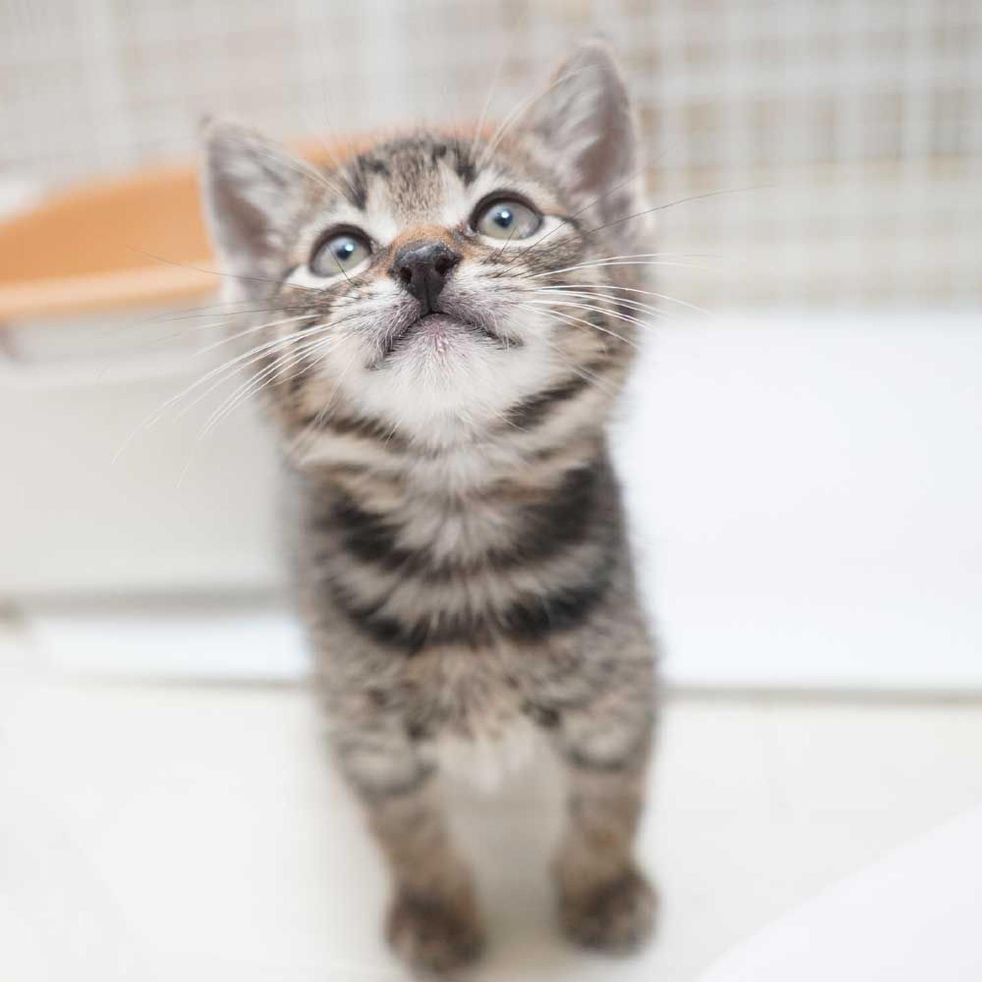pet-image-4