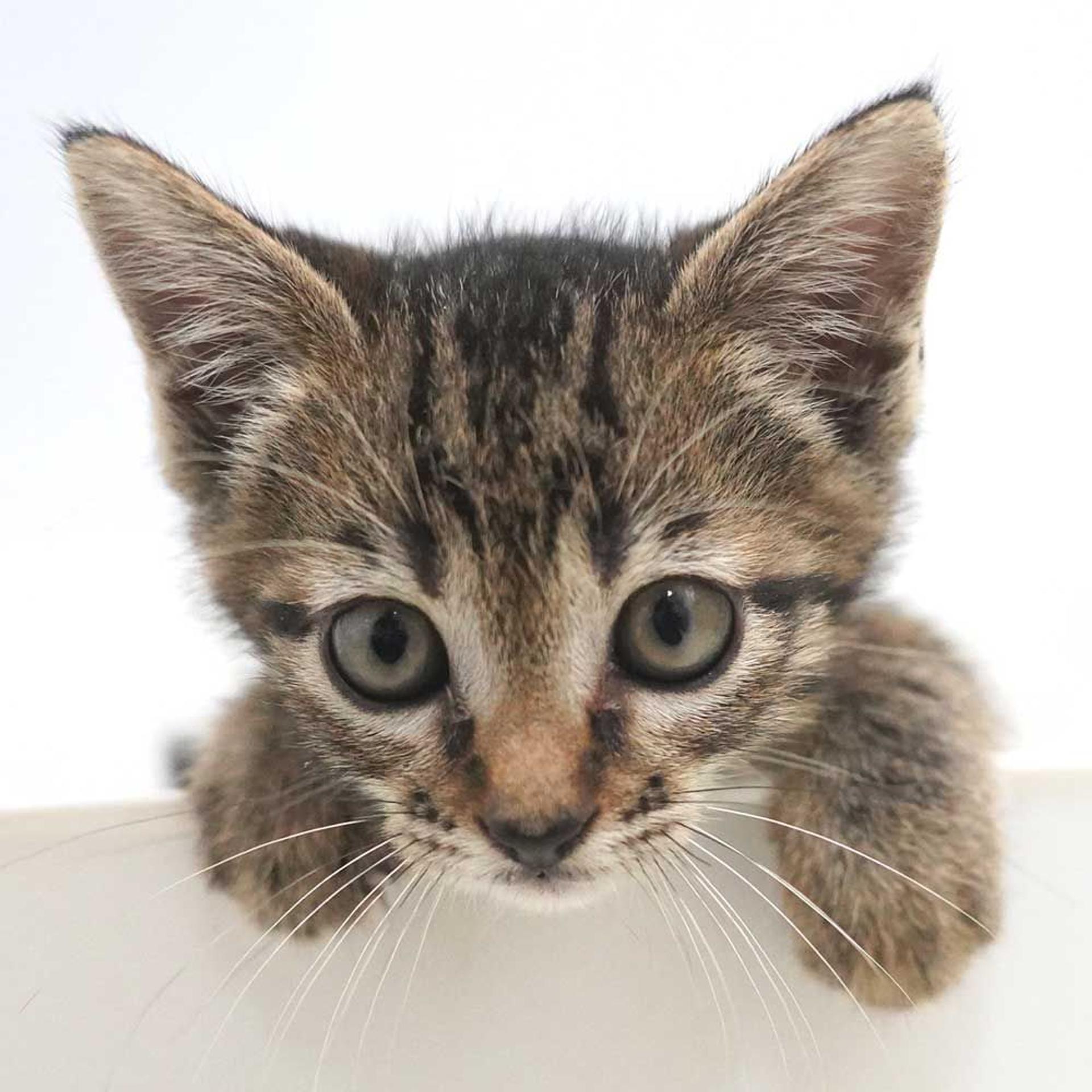 pet-image-5