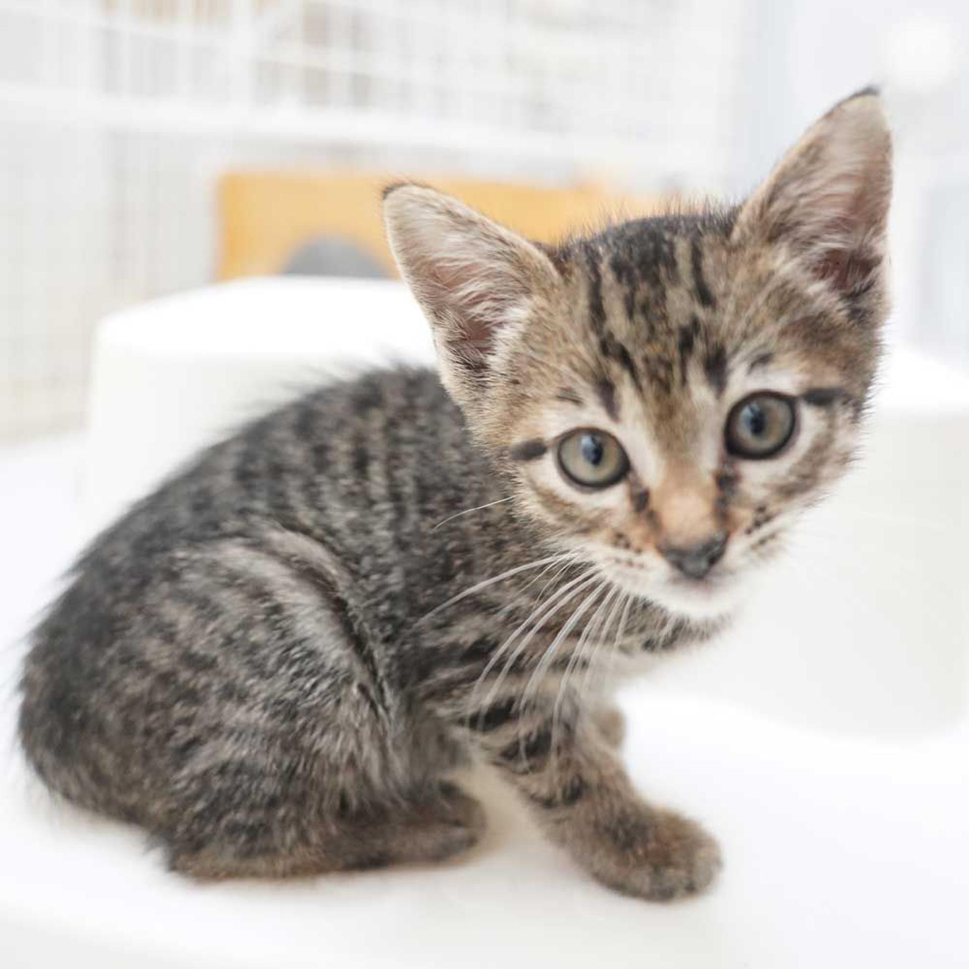 pet-image-9