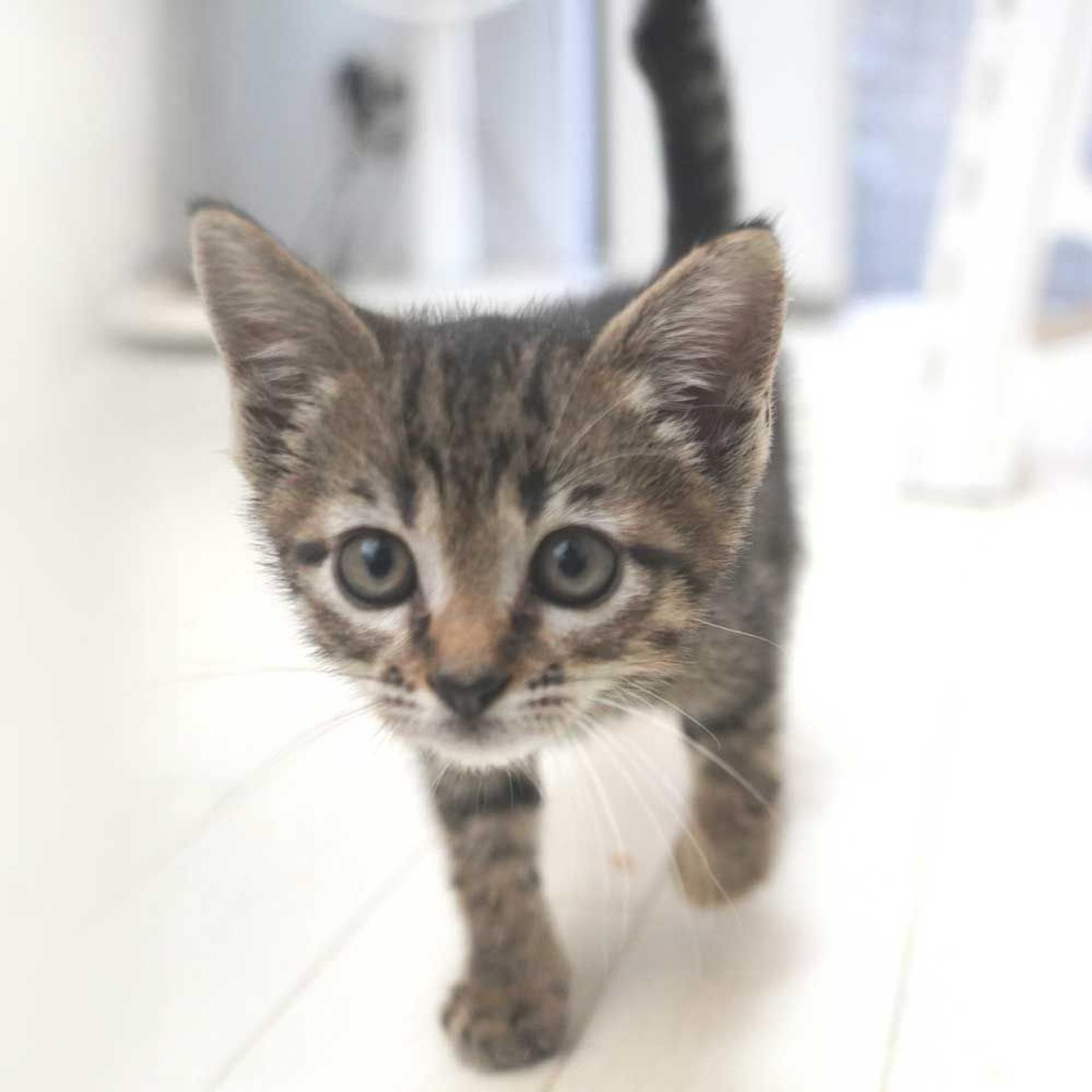 pet-image-10