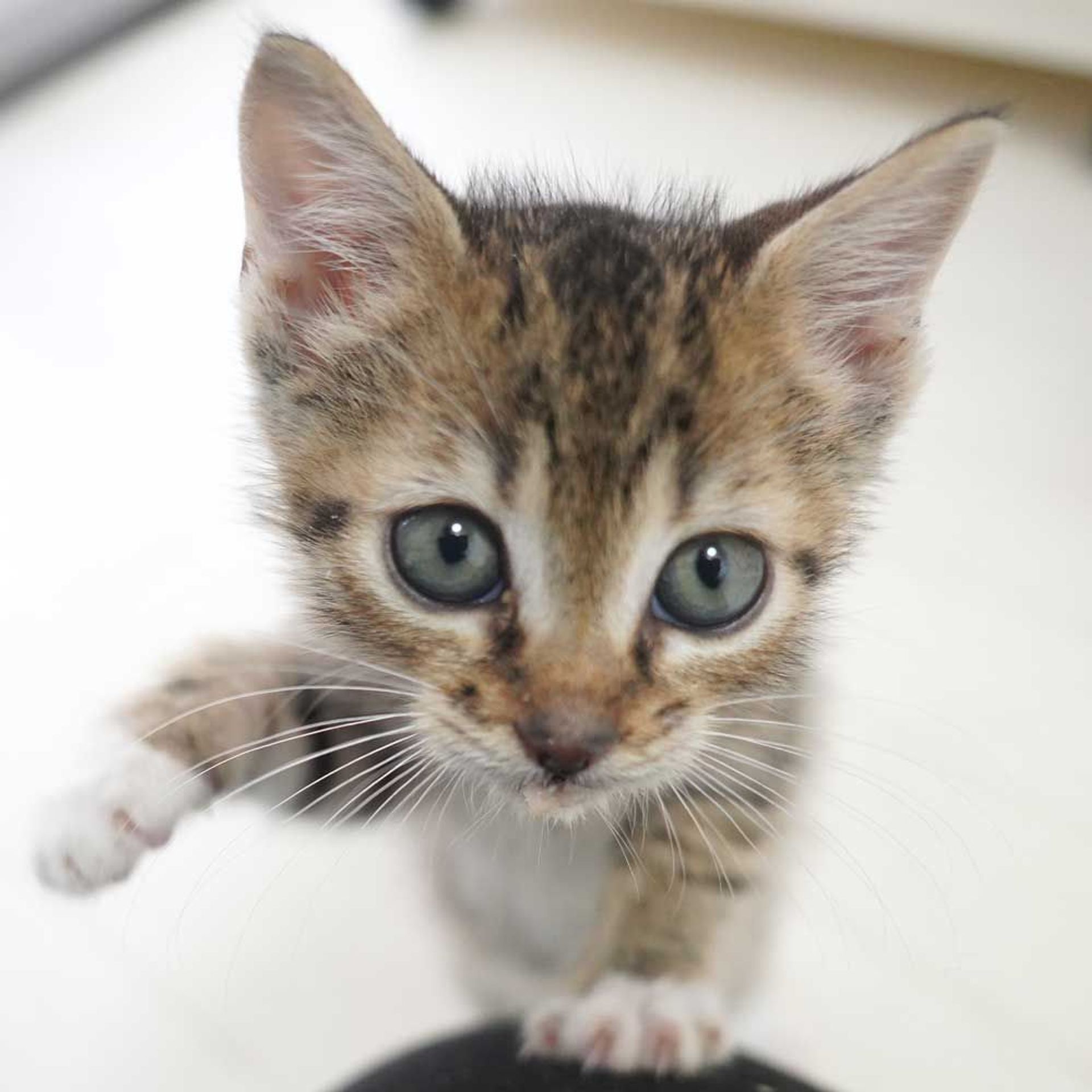 雑種（ミックス猫）・メスの里親募集の写真