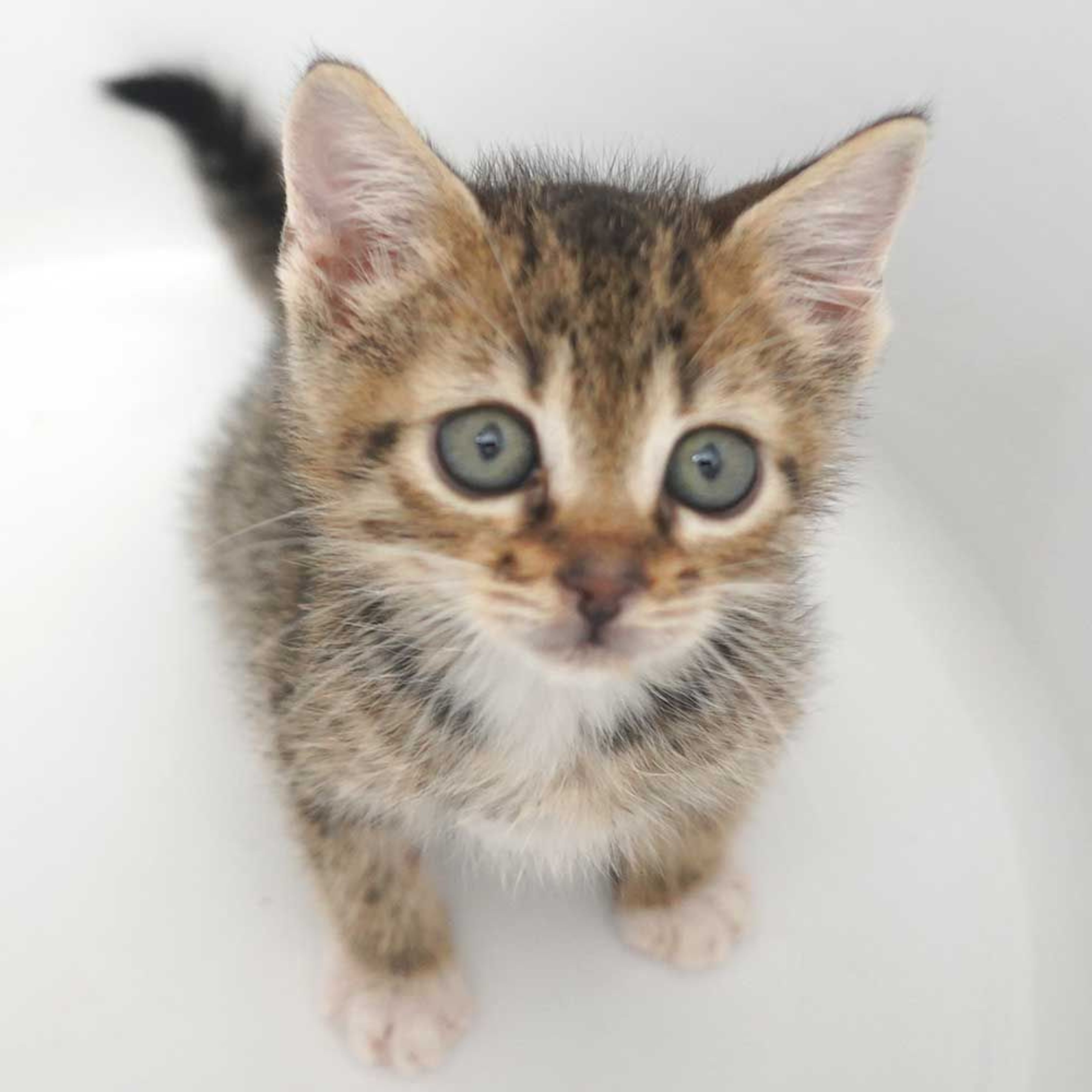 pet-image-5