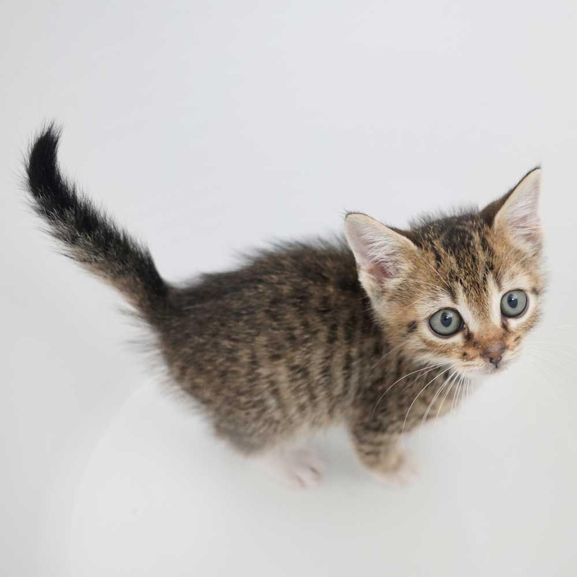pet-image-6