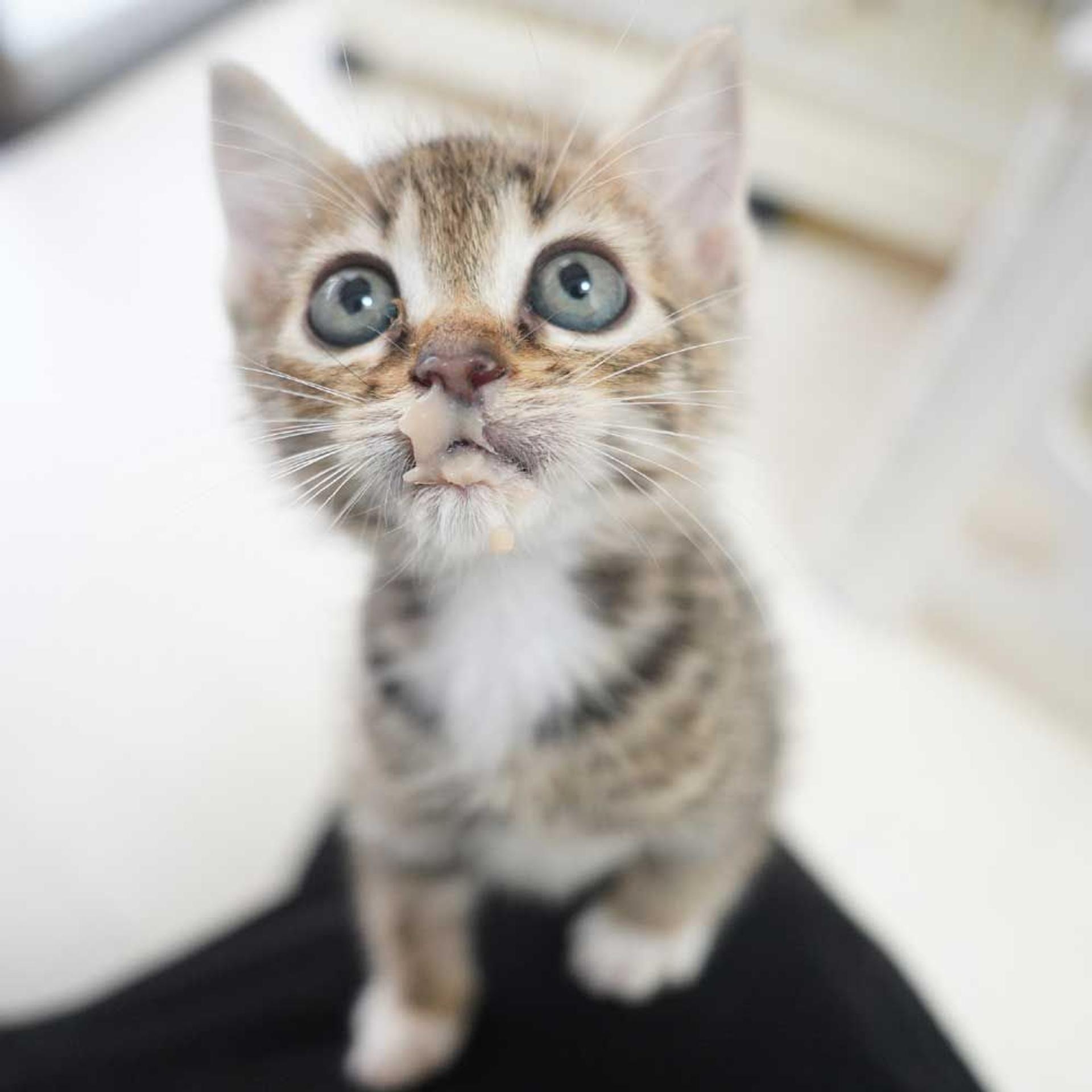 pet-image-9
