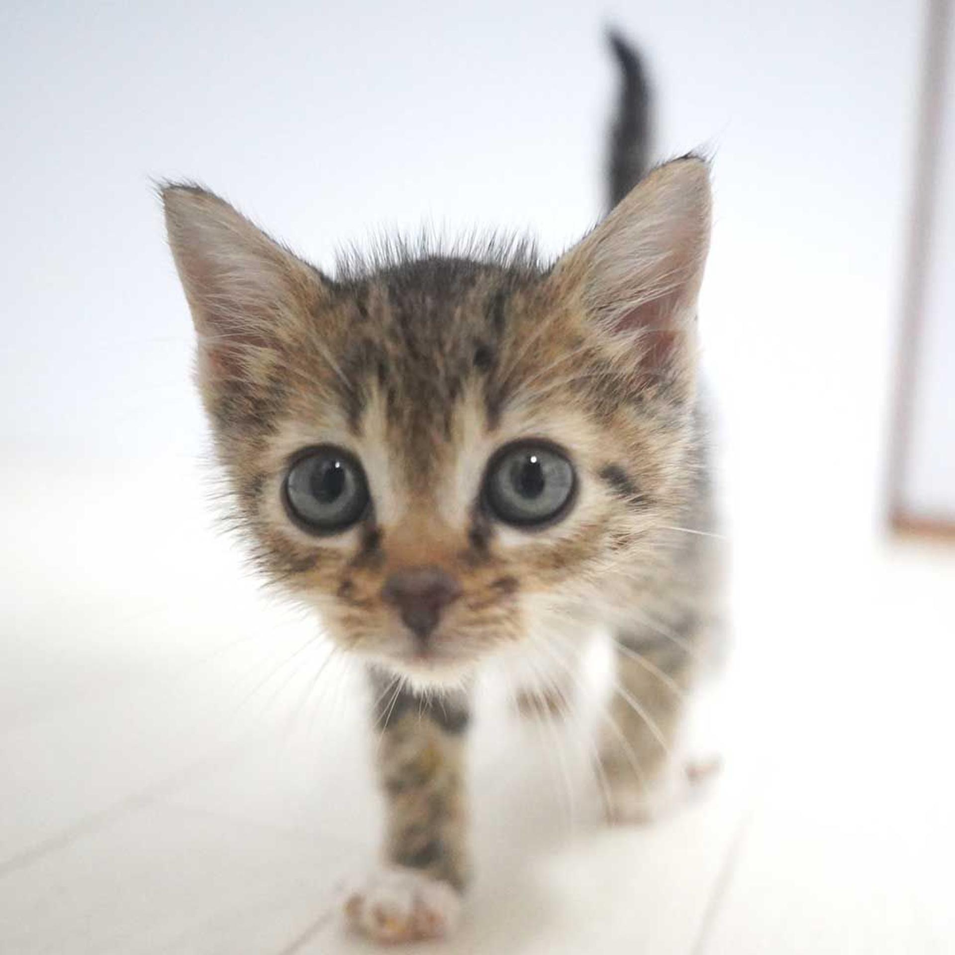 pet-image-10