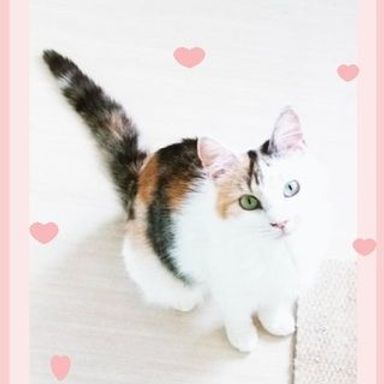 すずりの写真