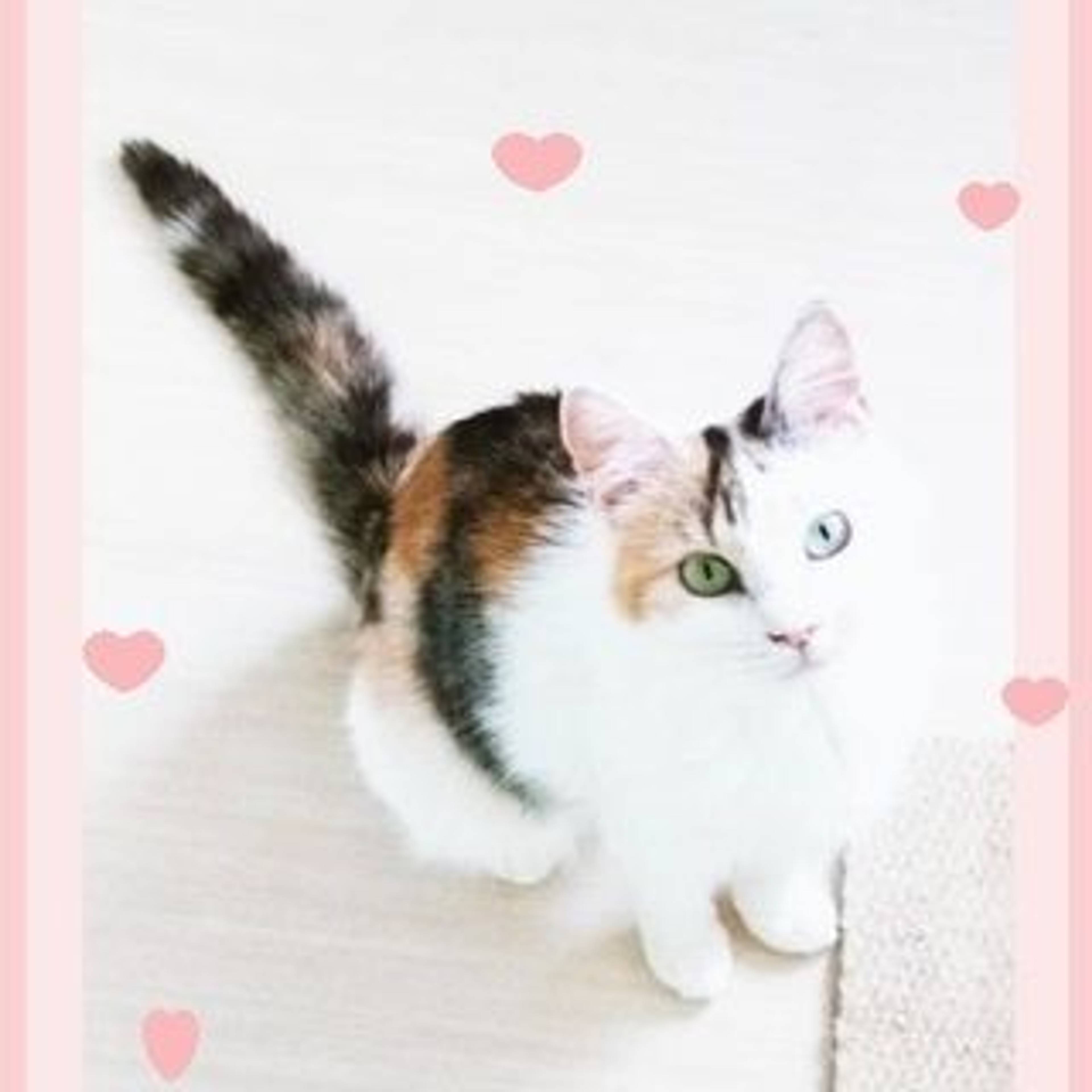雑種（ミックス猫）・メスの里親募集の写真