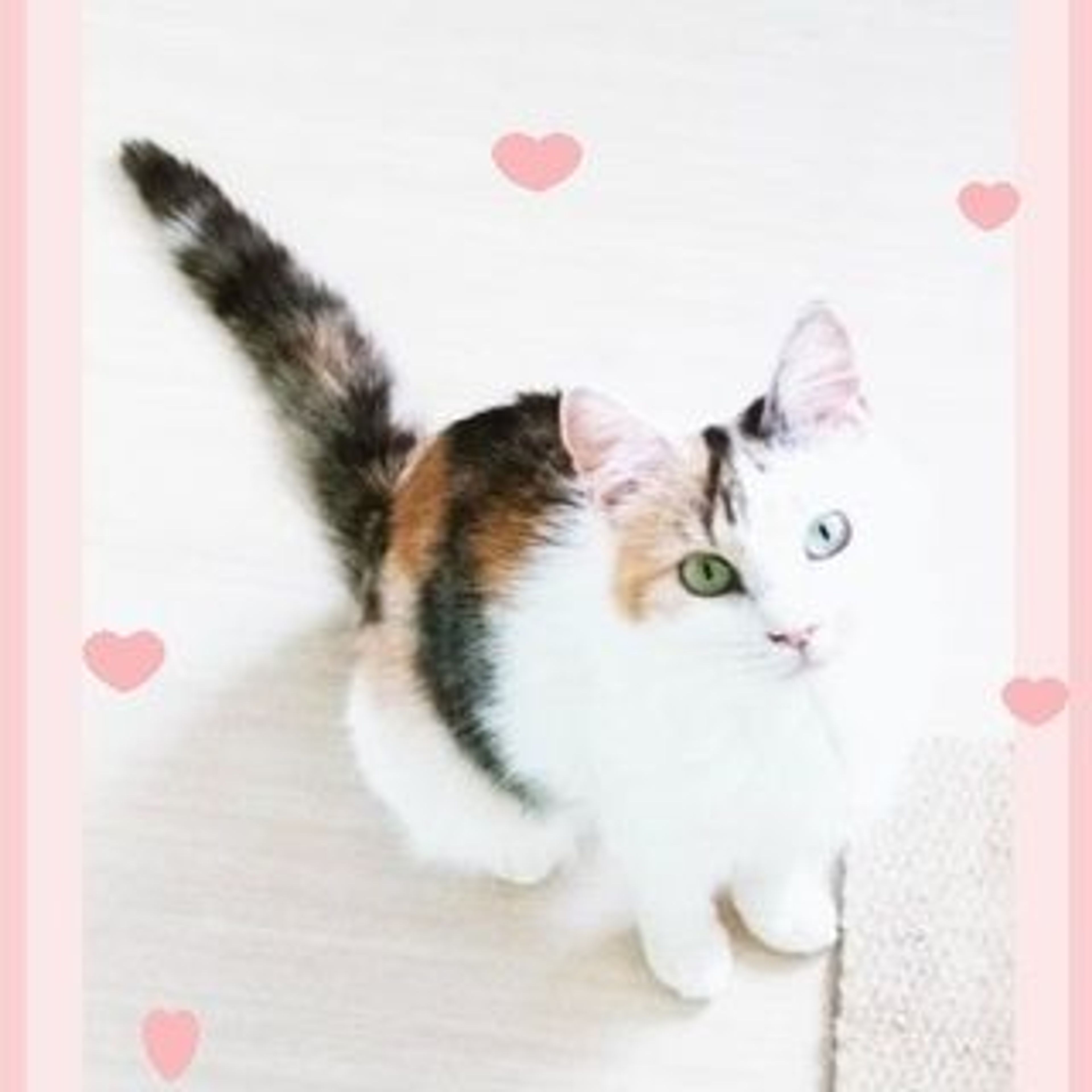雑種（ミックス猫）・メスの里親募集の写真