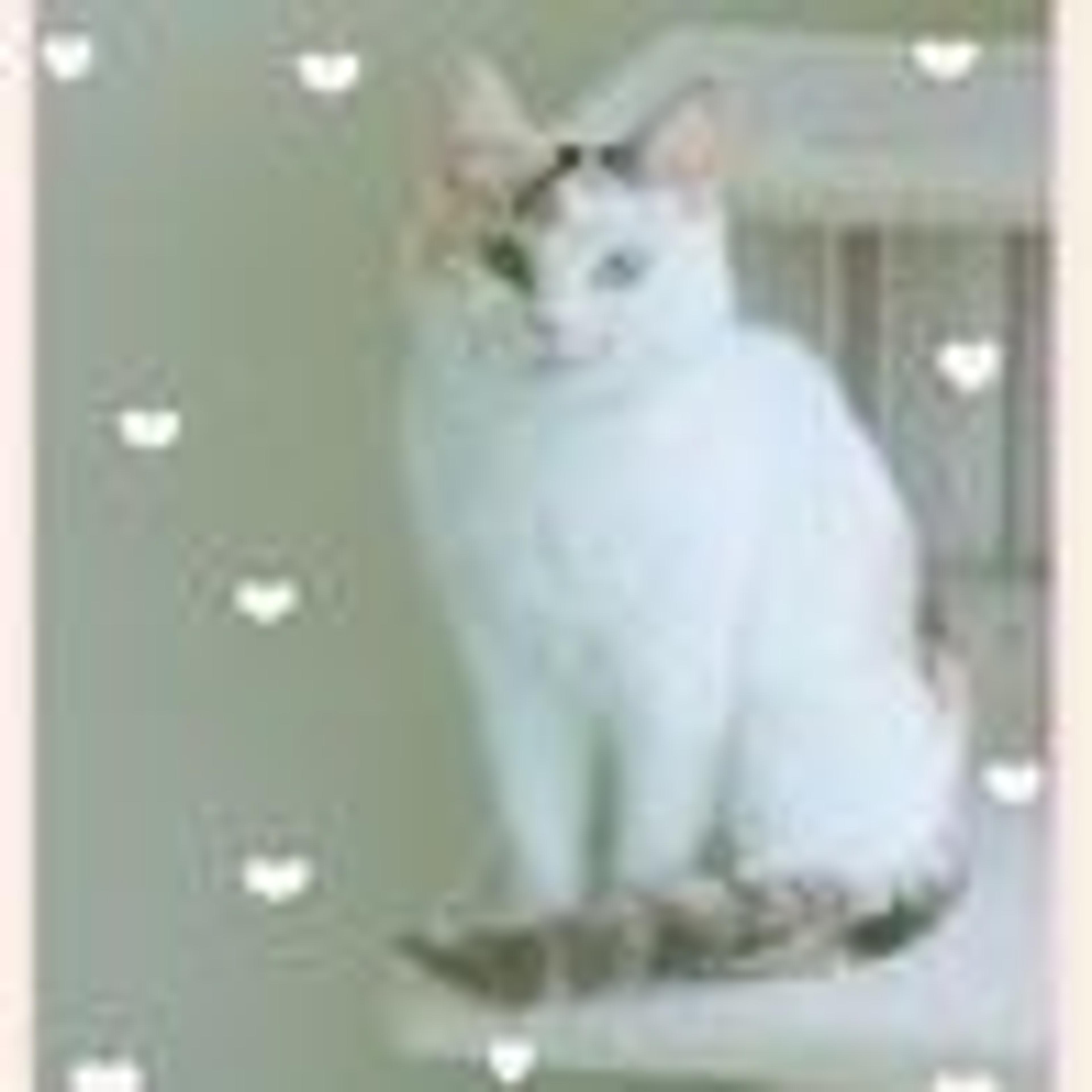 pet-image-2