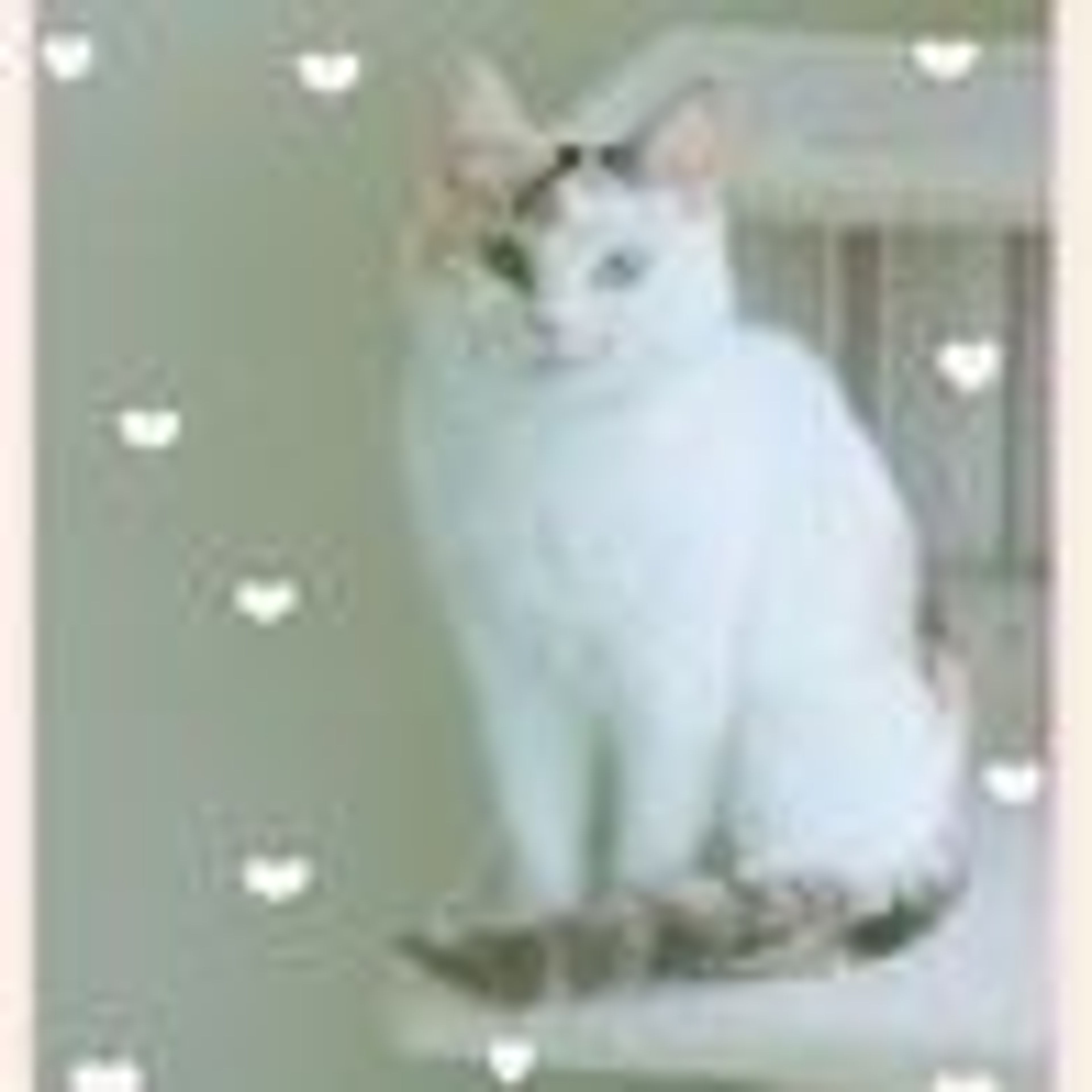 pet-image-2