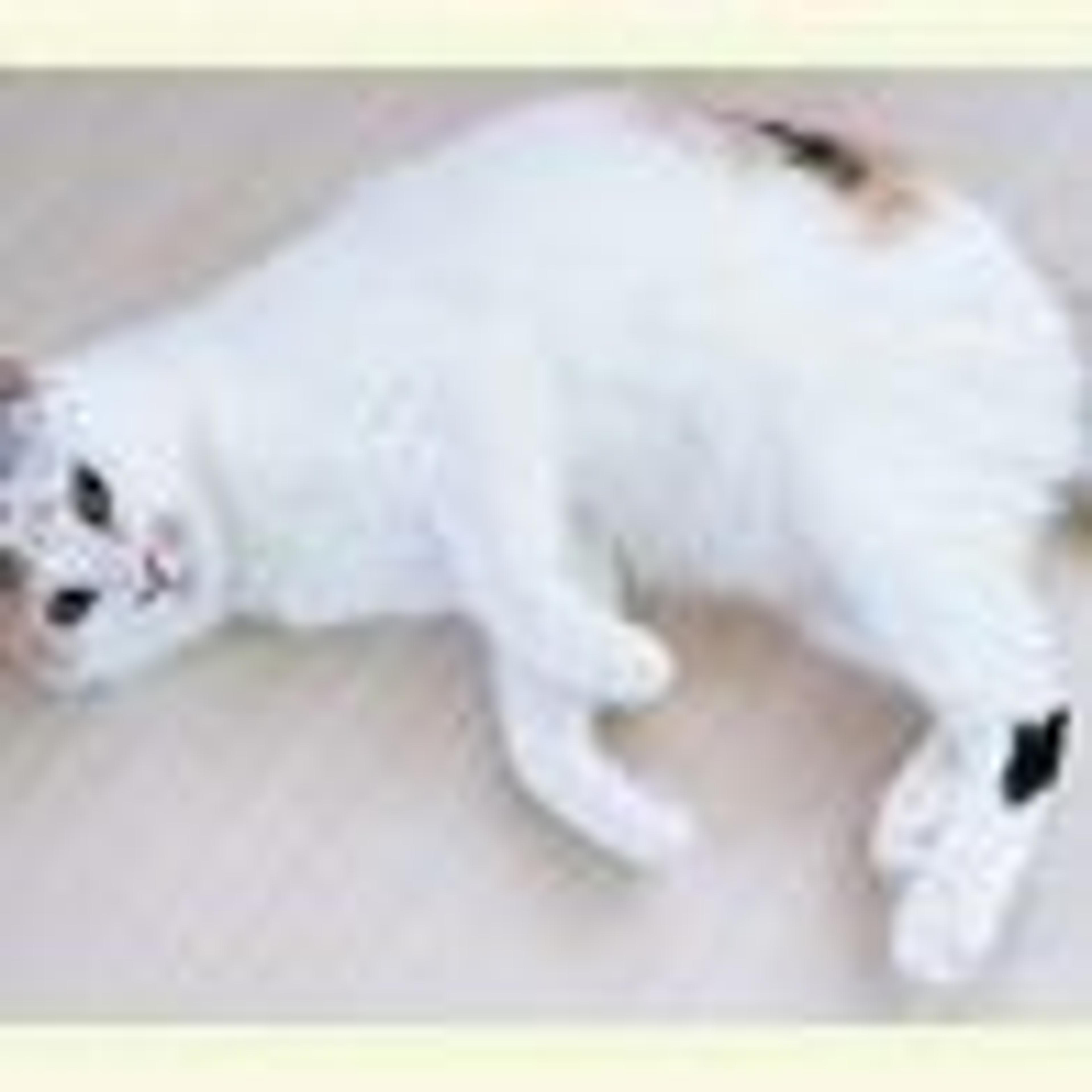 pet-image-3