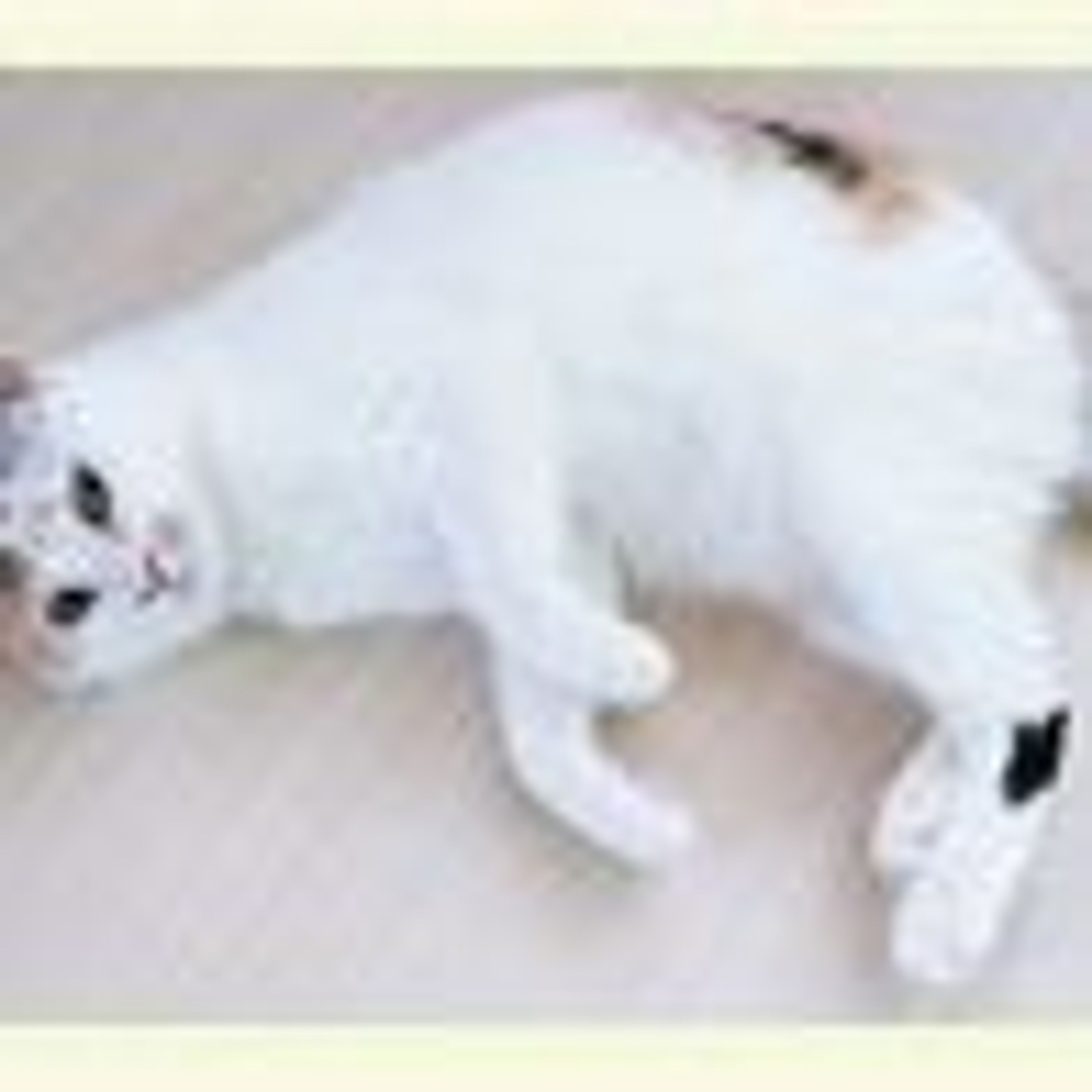 pet-image-3