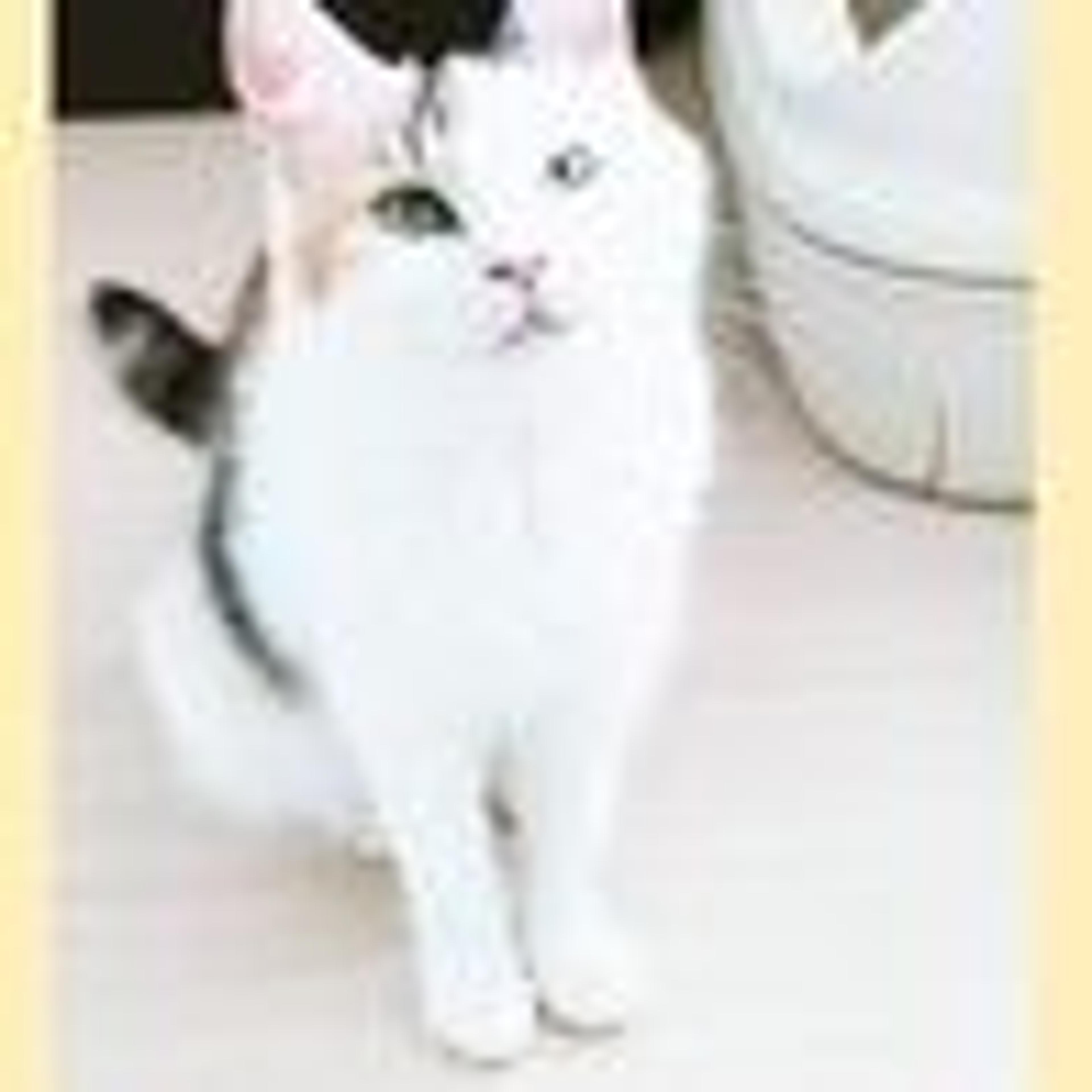 pet-image-4