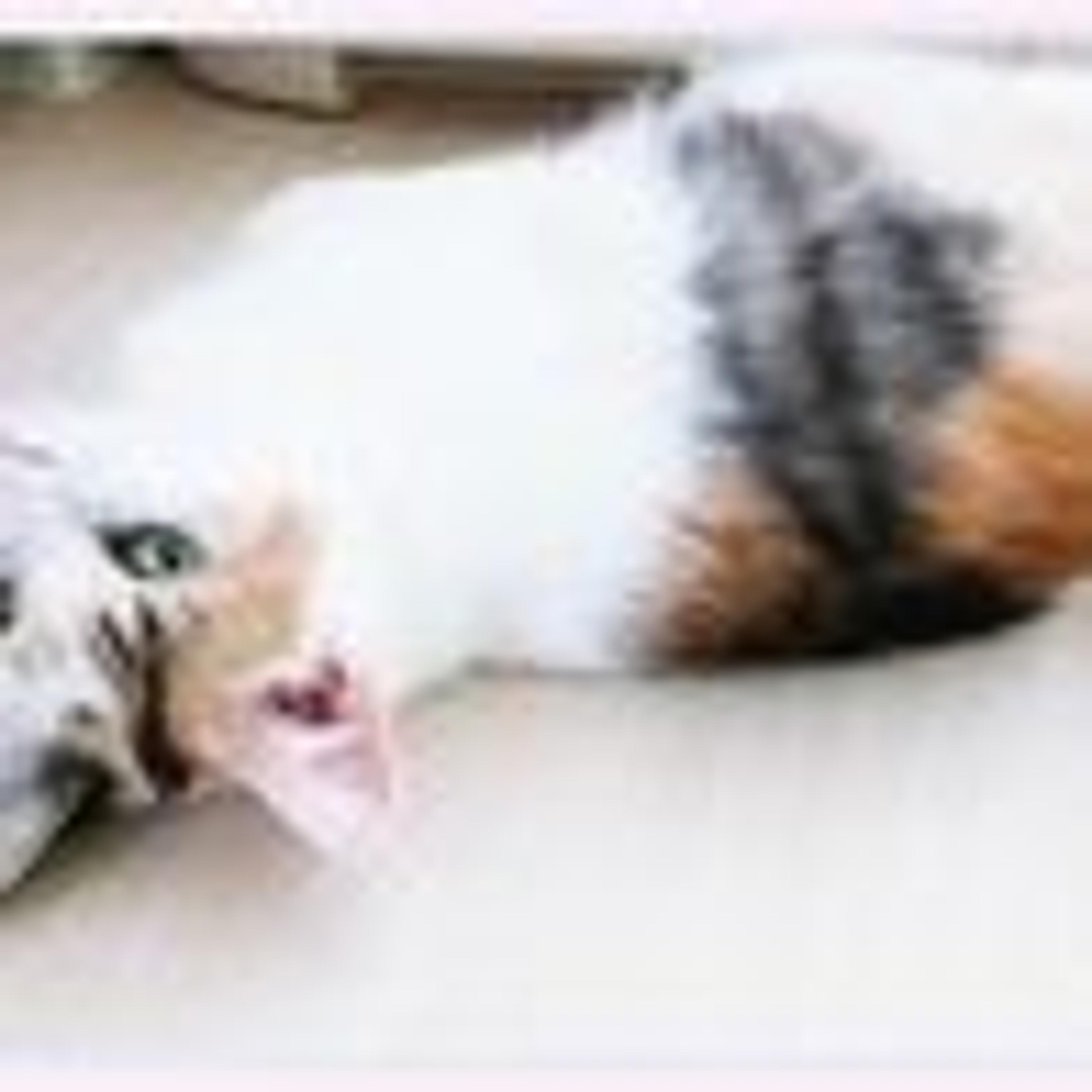 pet-image-5