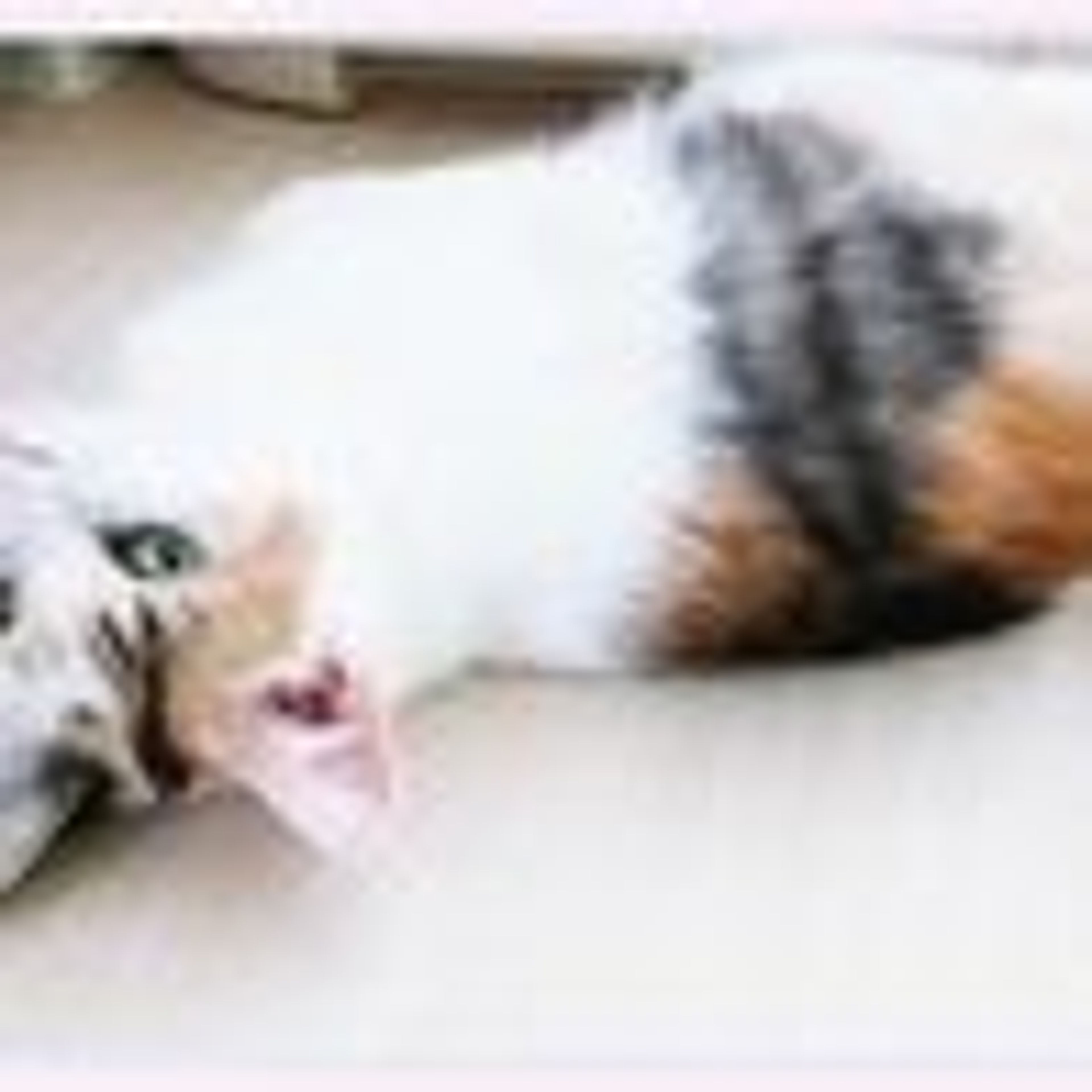 pet-image-5