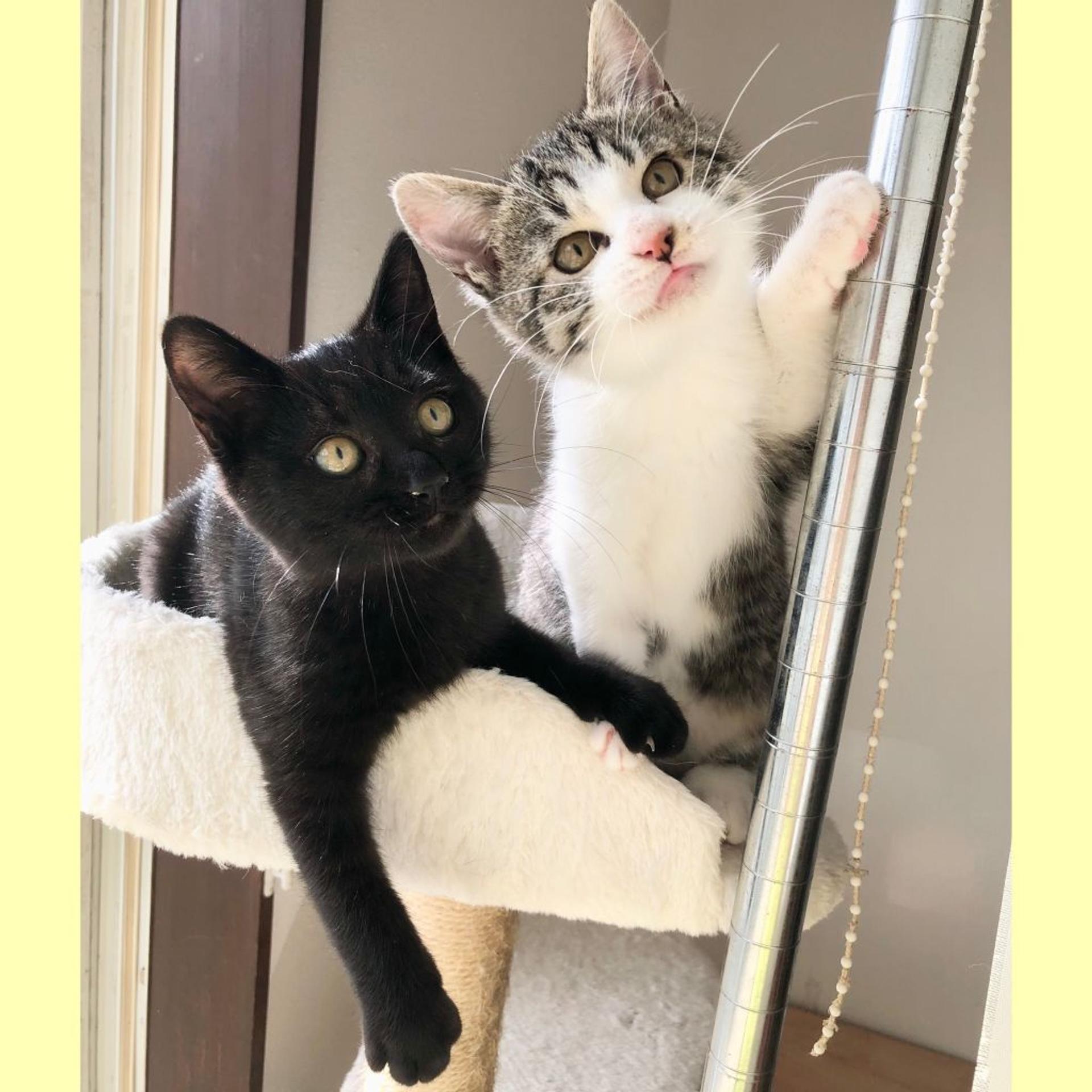 pet-image-3