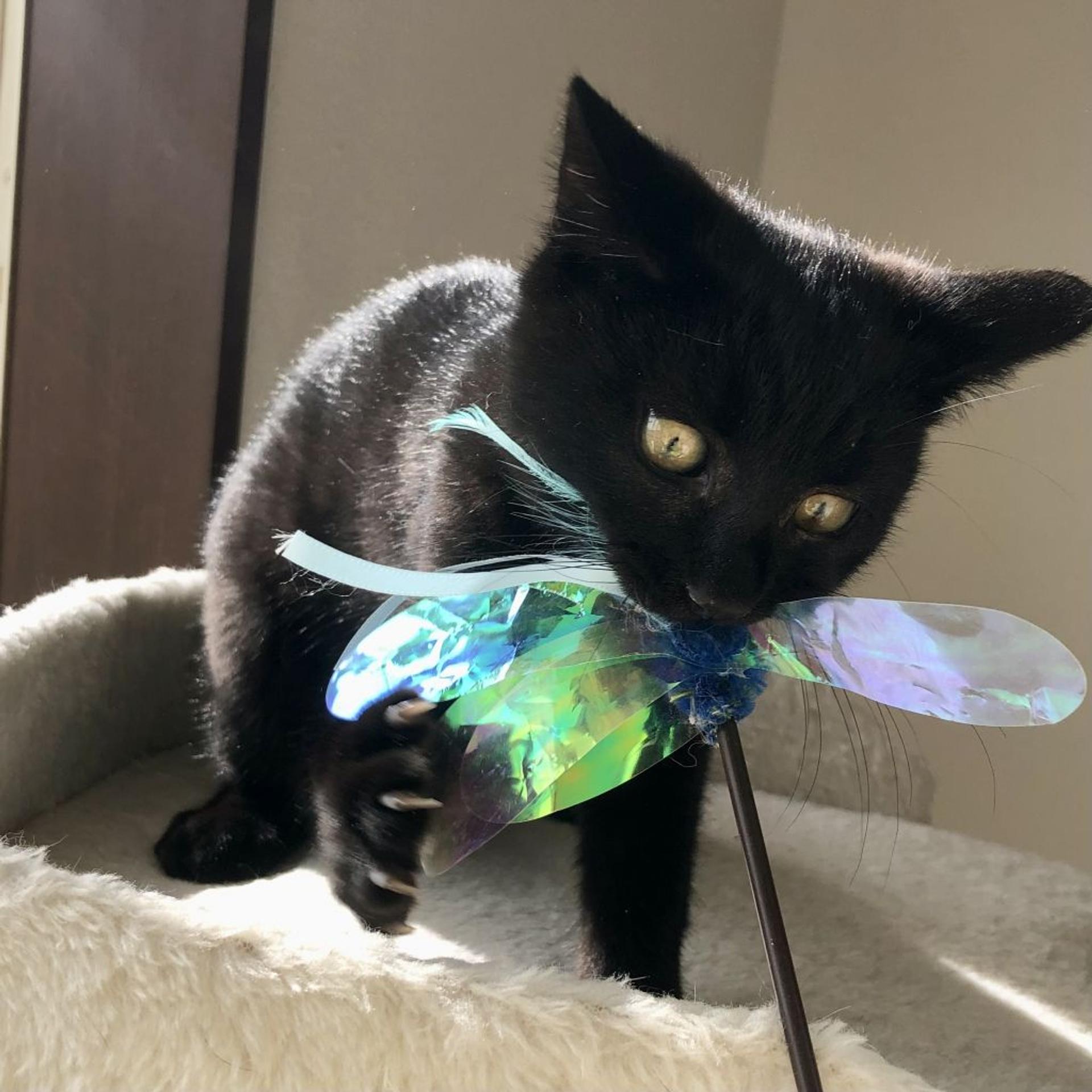 pet-image-5