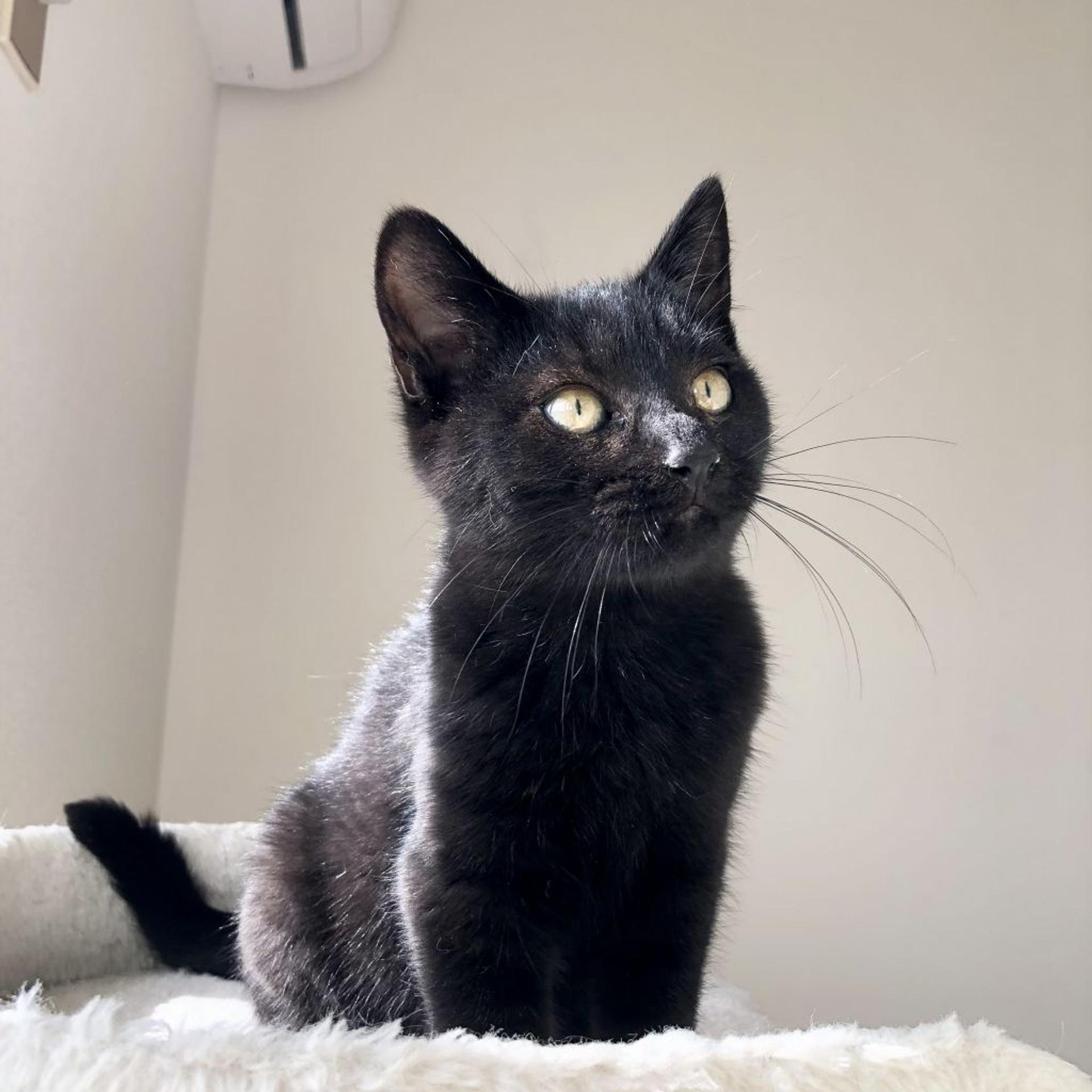 pet-image-8