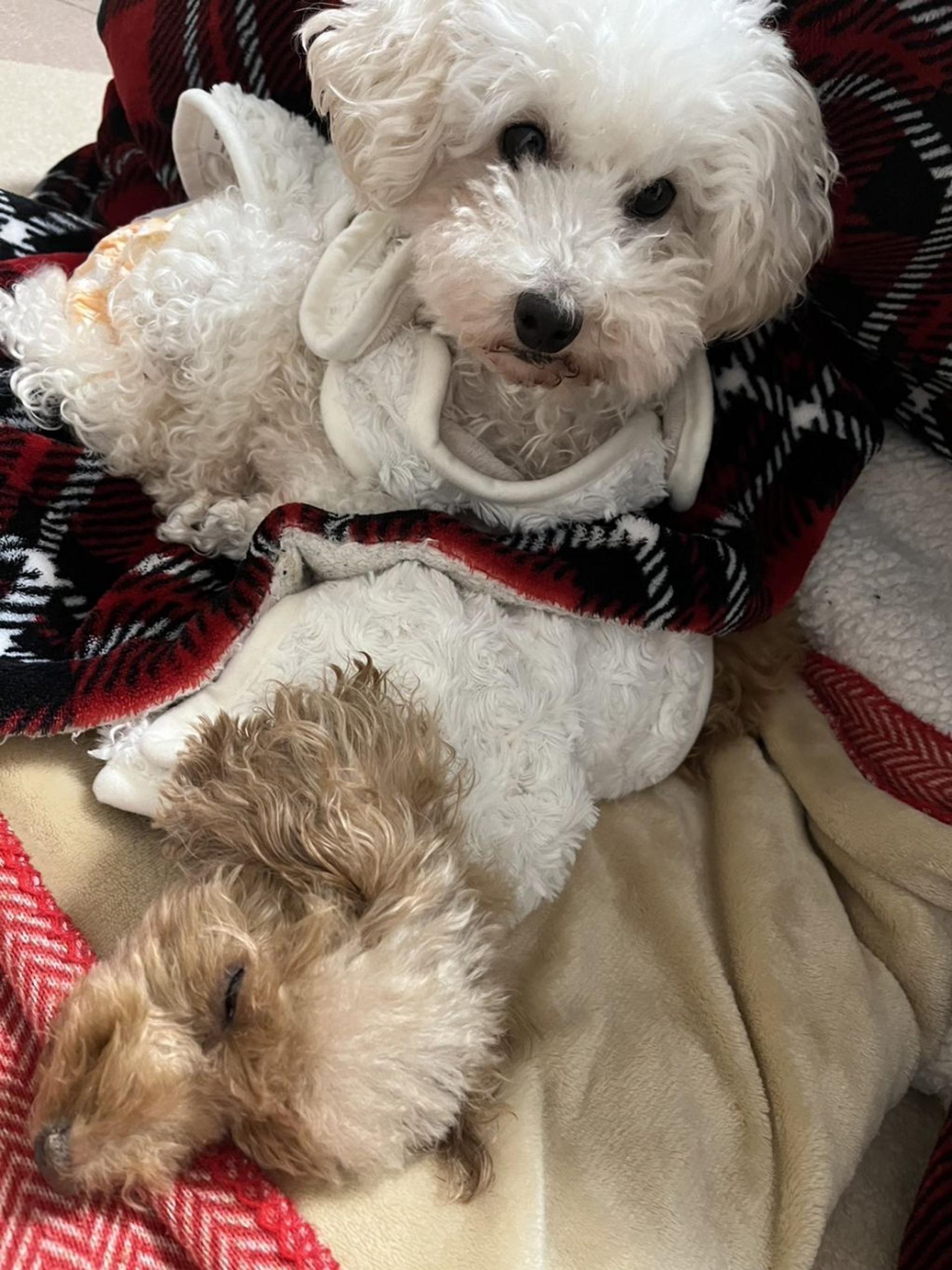 pet-image-2