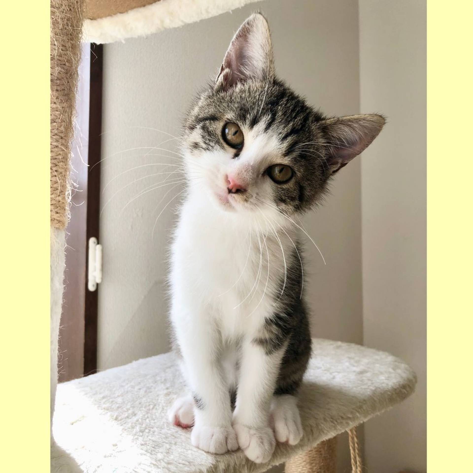 雑種（ミックス猫）・メスの里親募集の写真