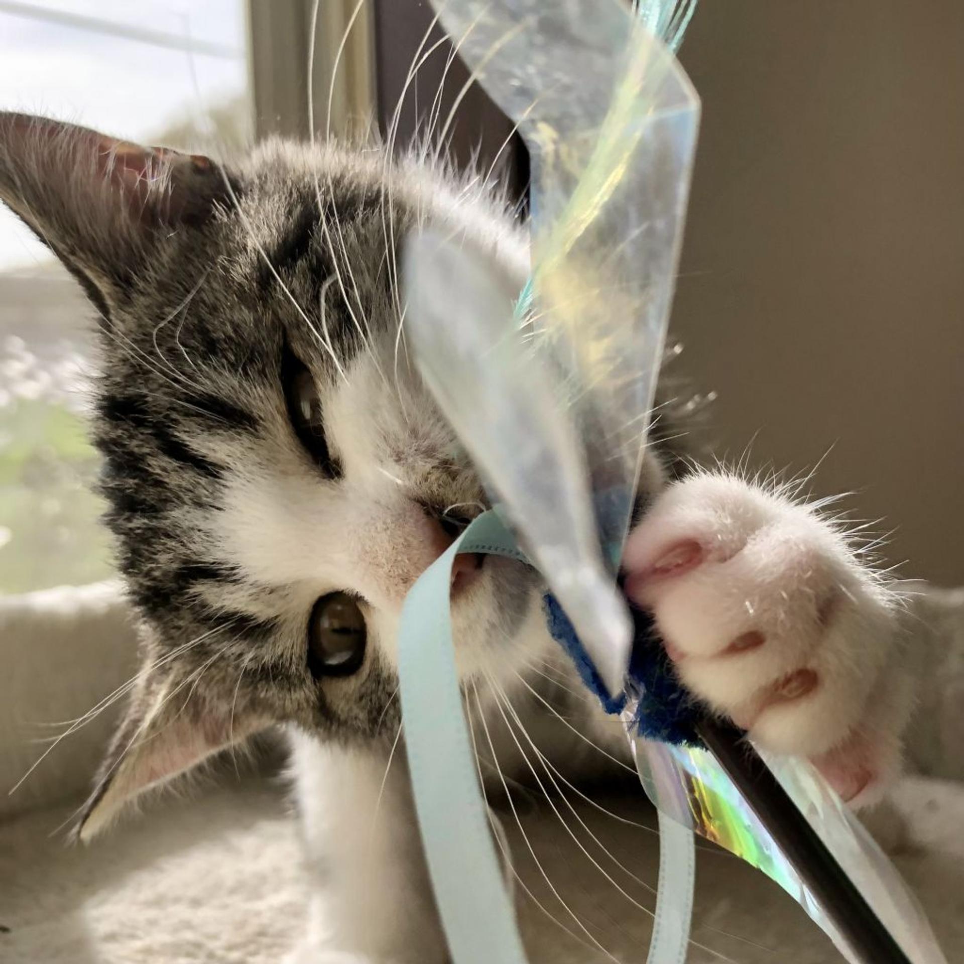 pet-image-6