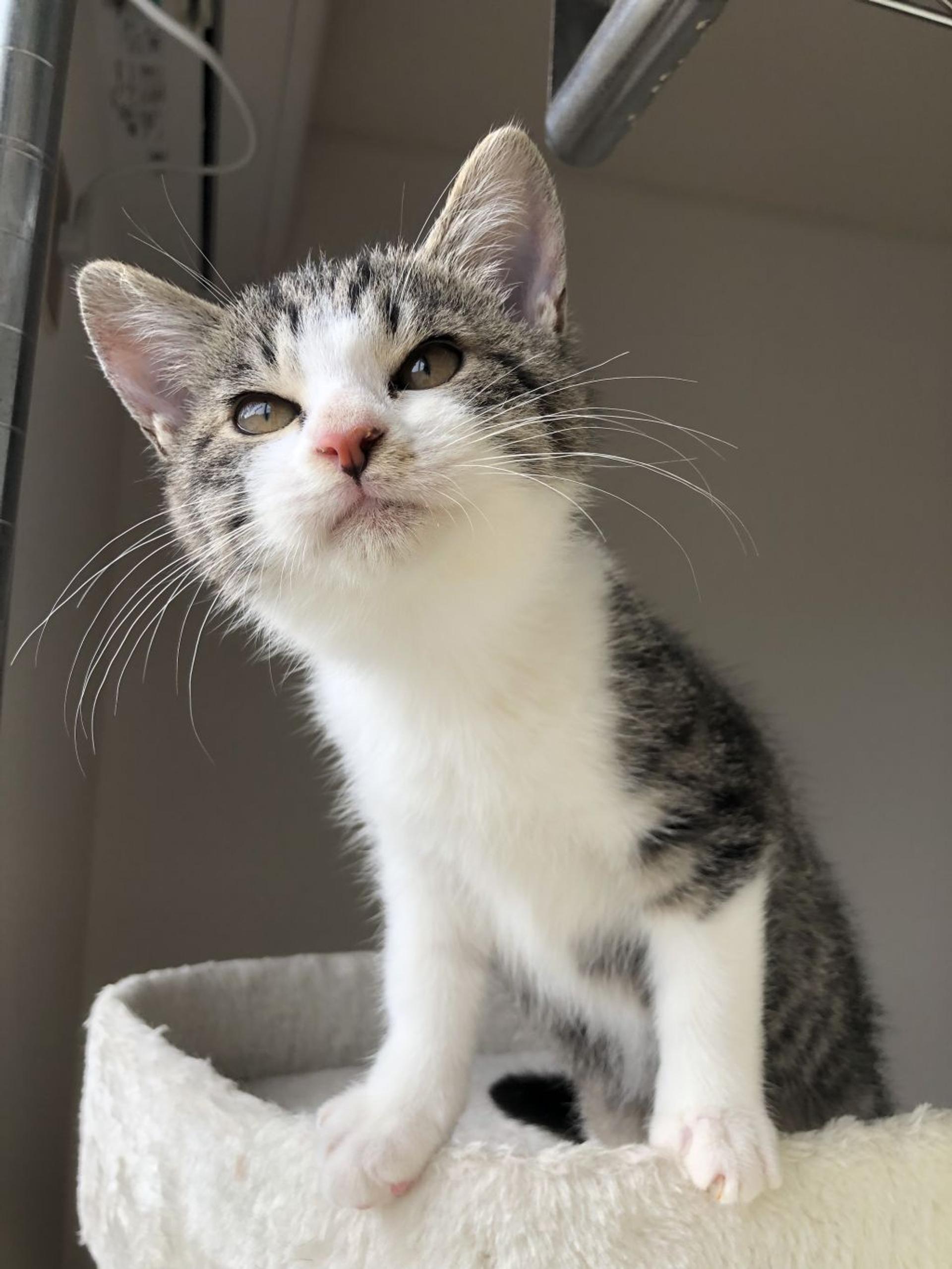 pet-image-9