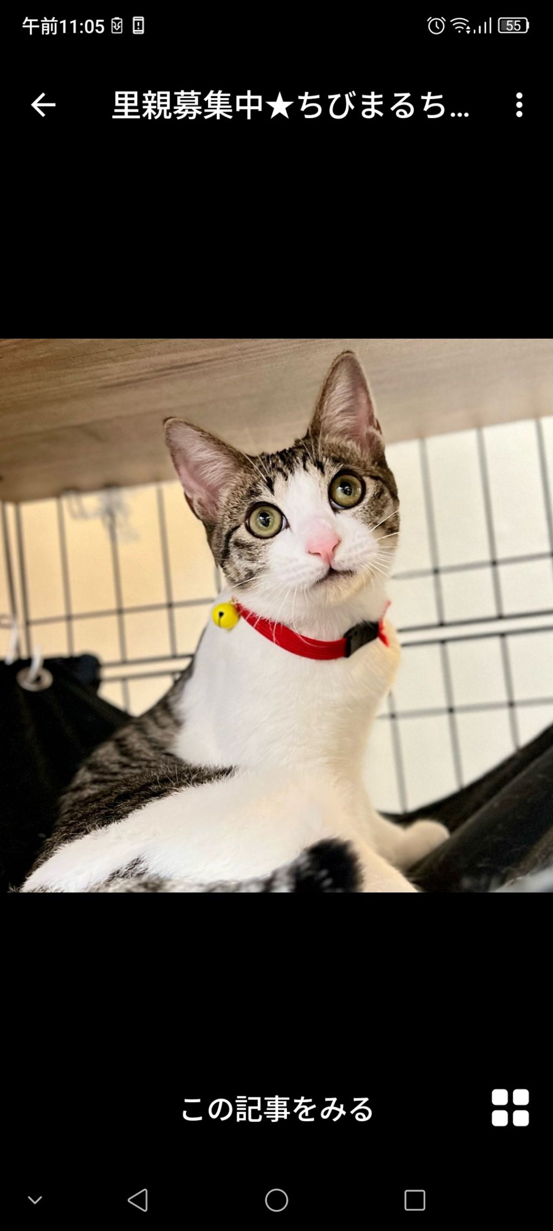 雑種（ミックス猫）・メスの里親募集の写真