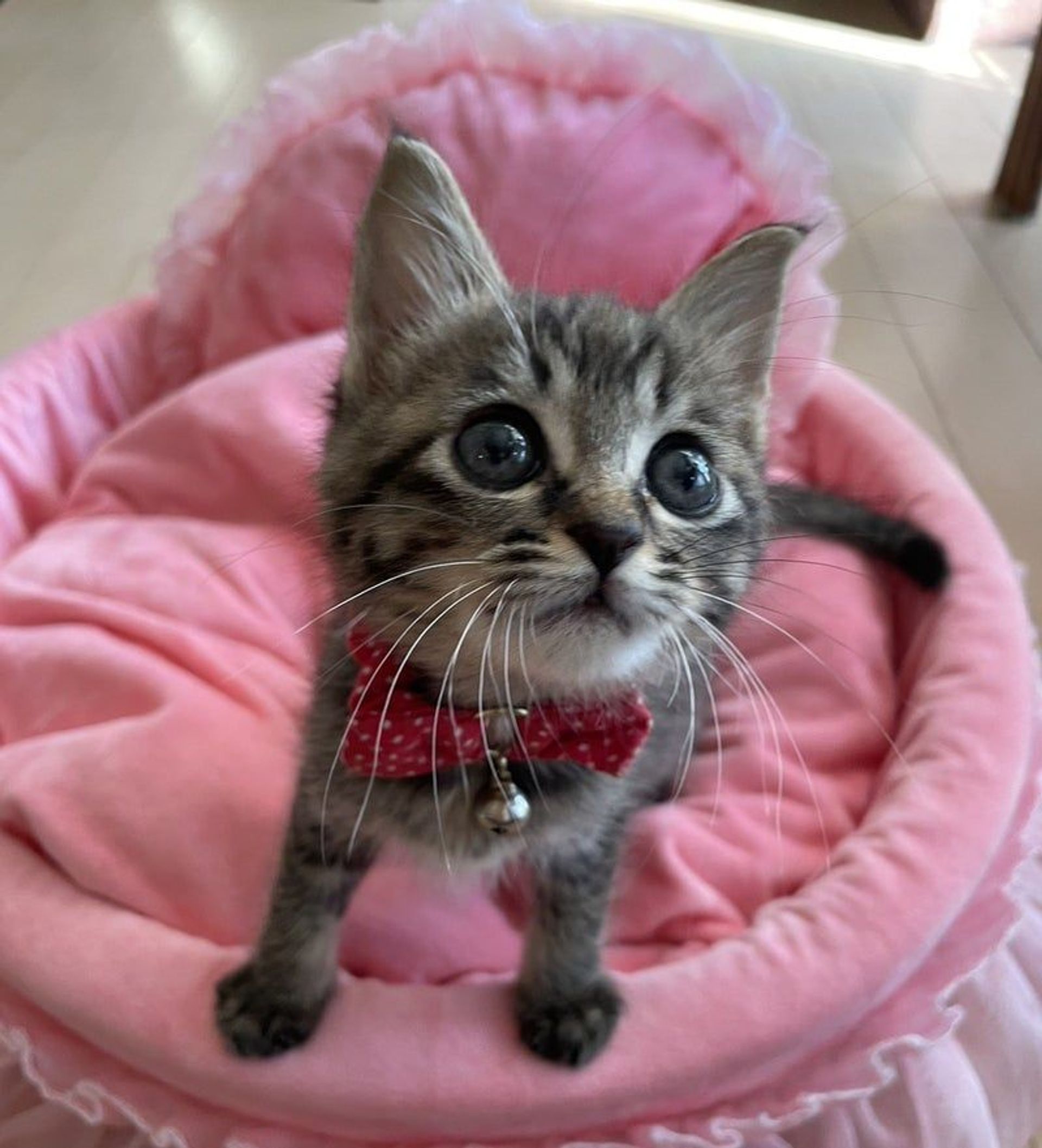 雑種（ミックス猫）・メスの里親募集の写真