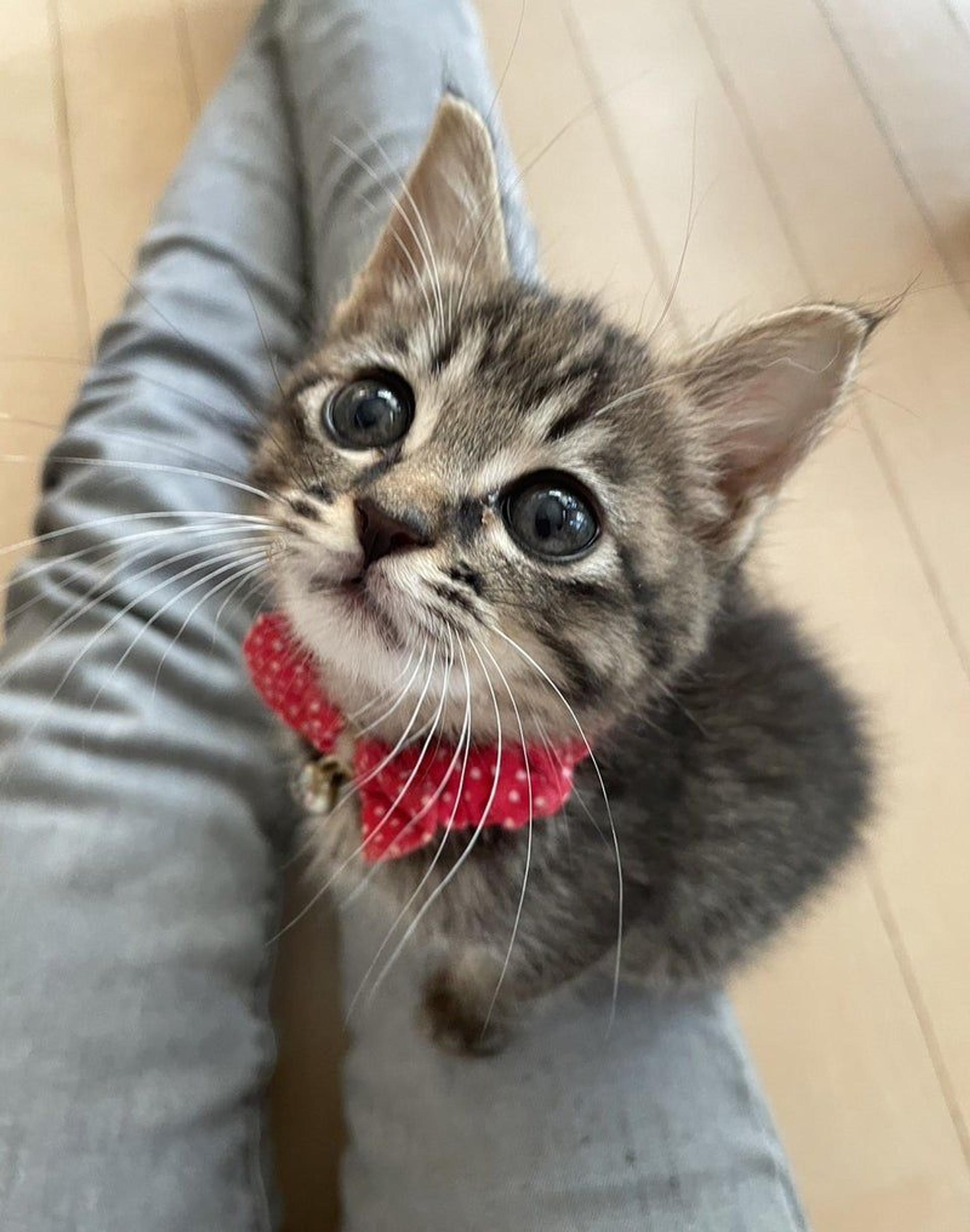 pet-image-2
