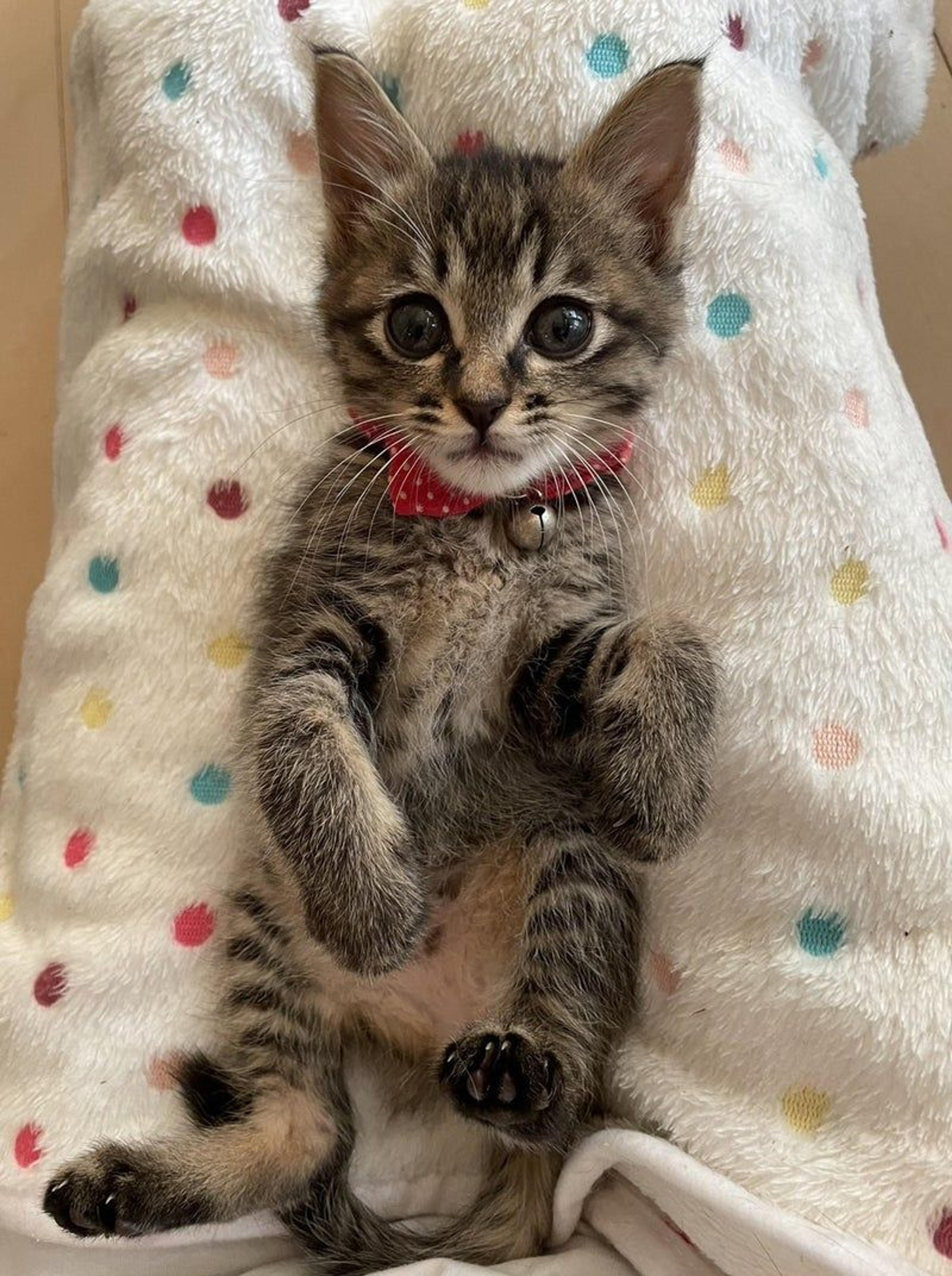 pet-image-3