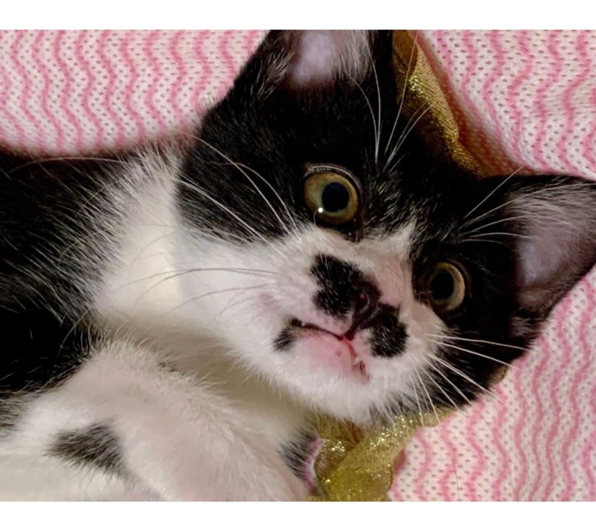 pet-image-3