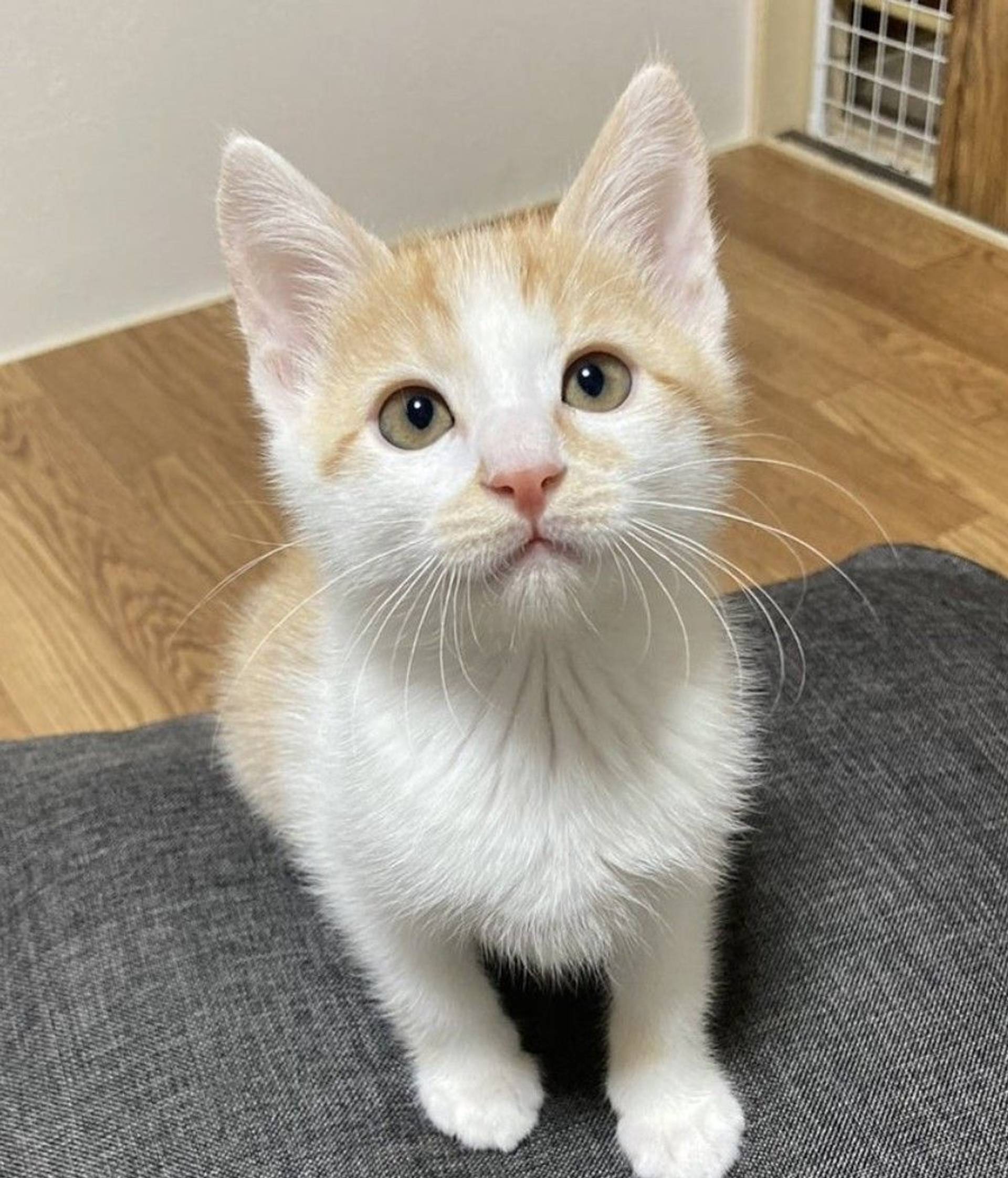 雑種（ミックス猫）・オスの里親募集の写真