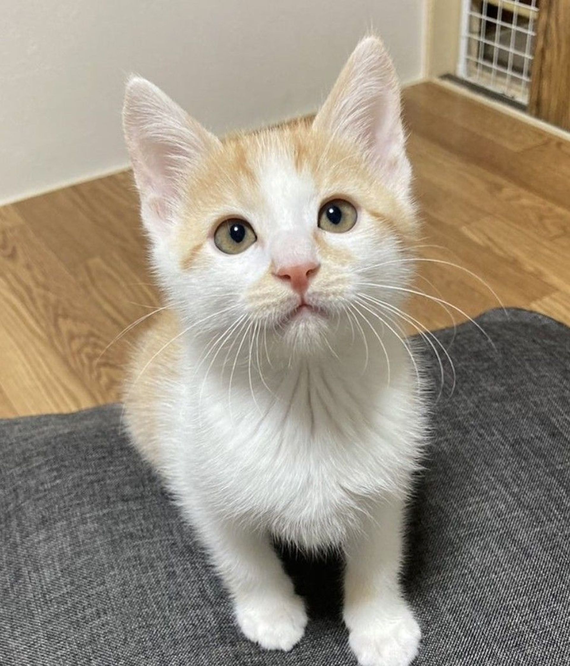 雑種（ミックス猫）・オスの里親募集の写真