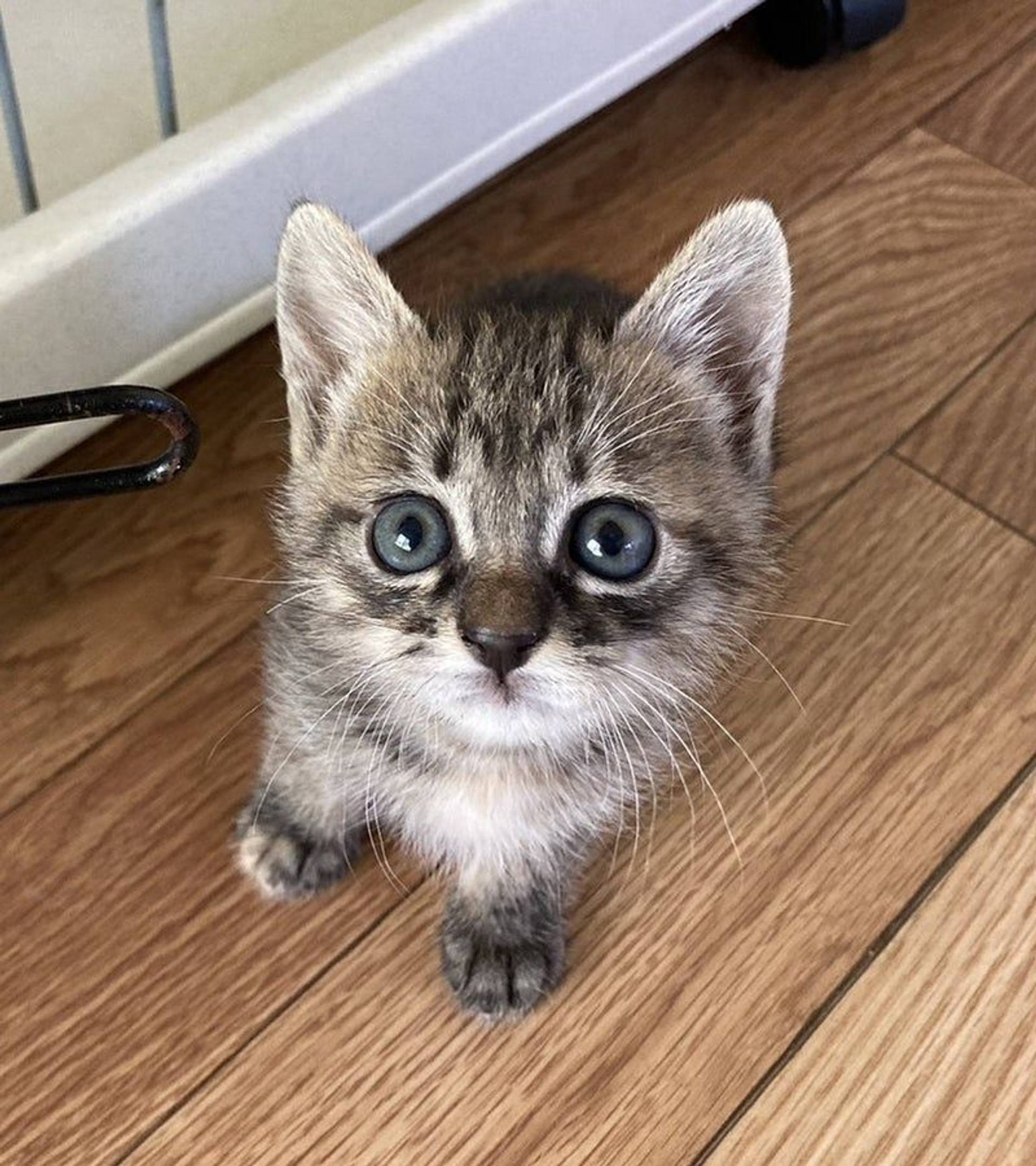 雑種（ミックス猫）・メスの里親募集の写真