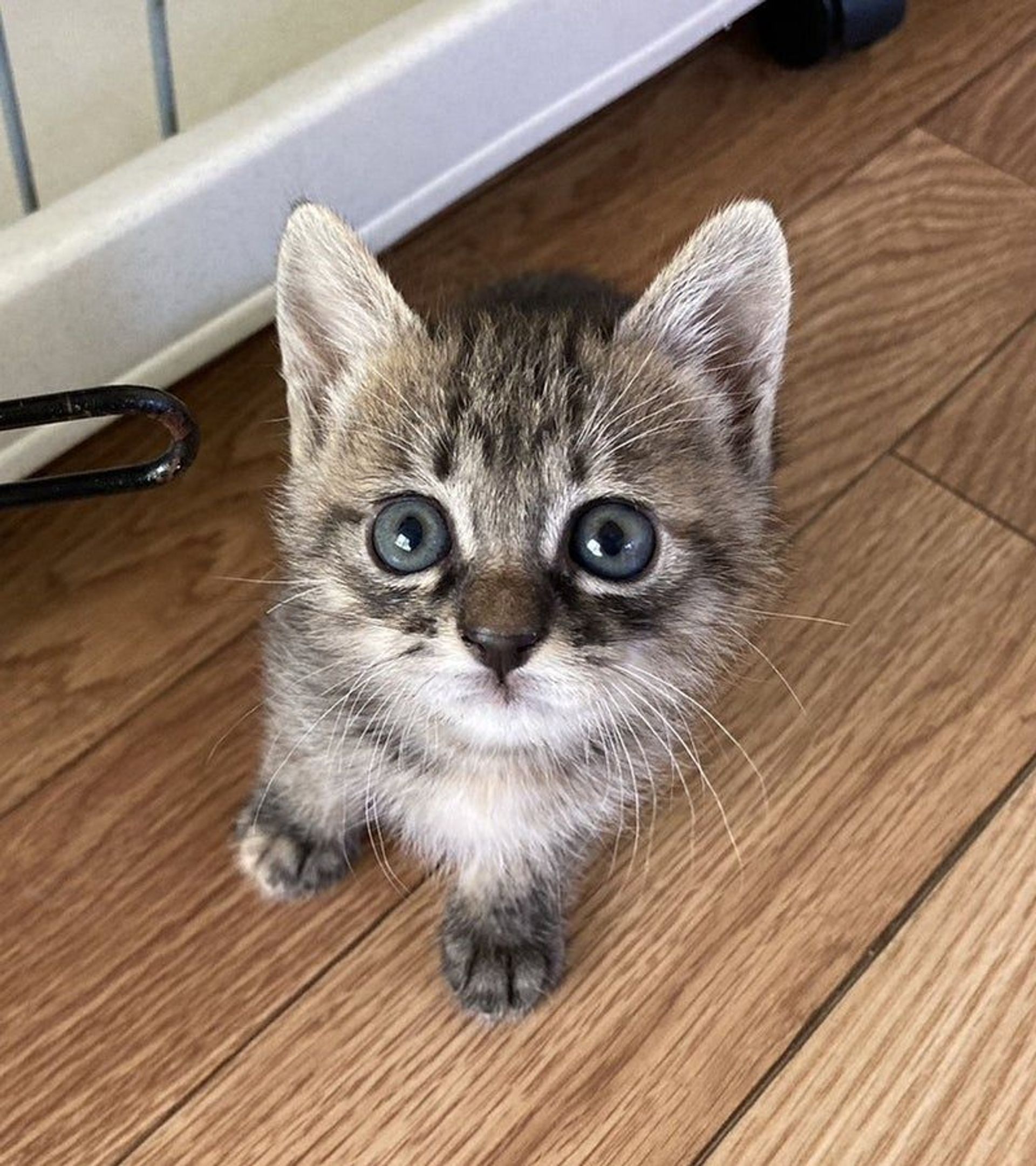 雑種（ミックス猫）・メスの里親募集の写真