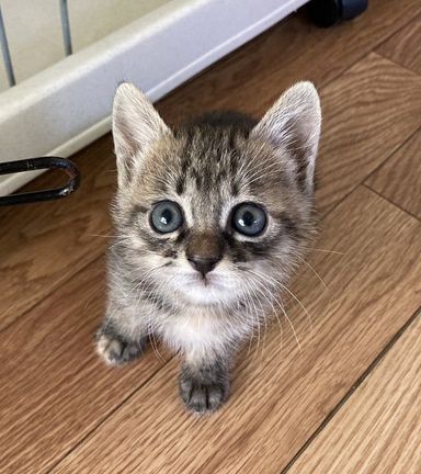 ニケちゃん