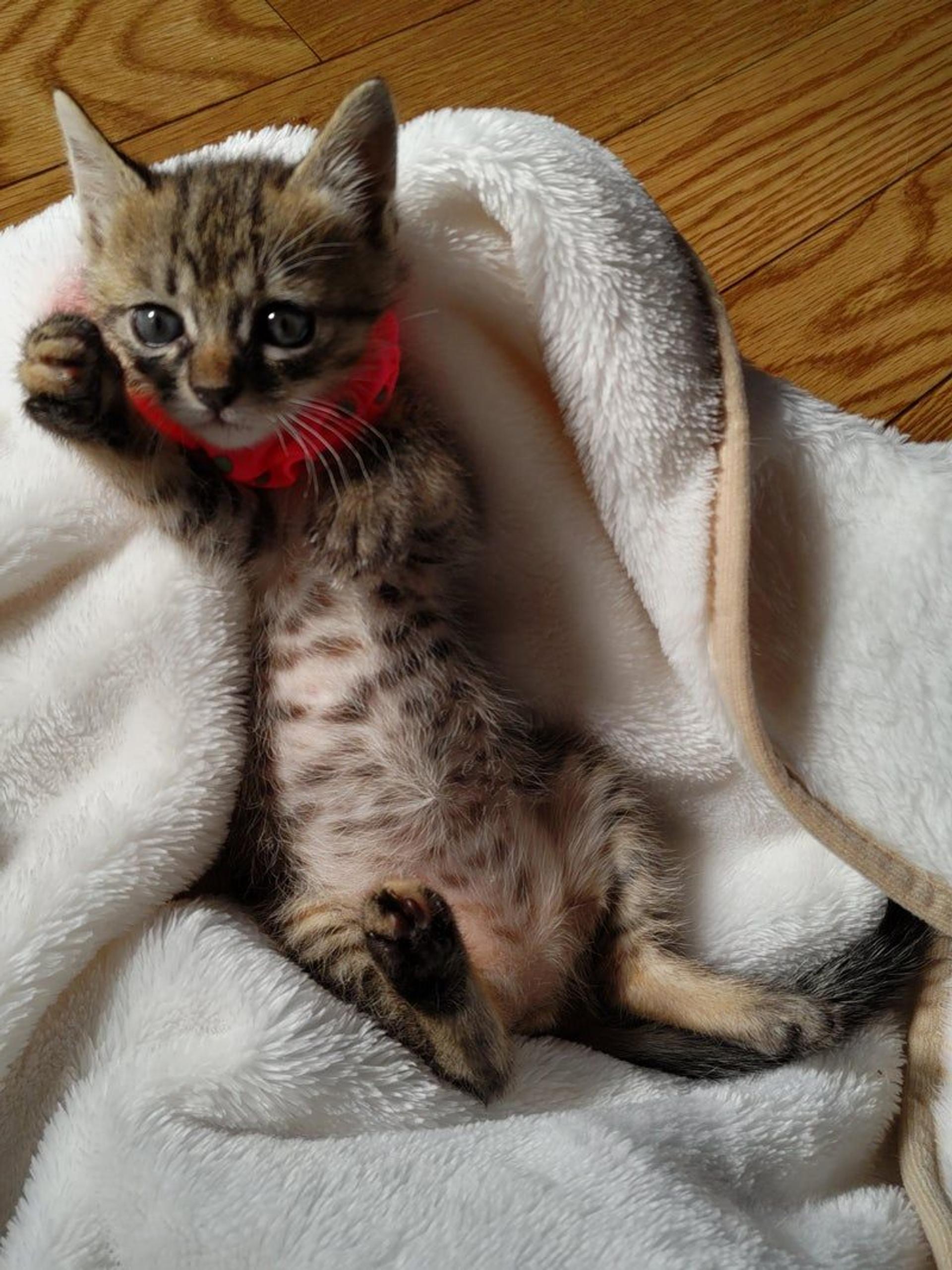 pet-image-3