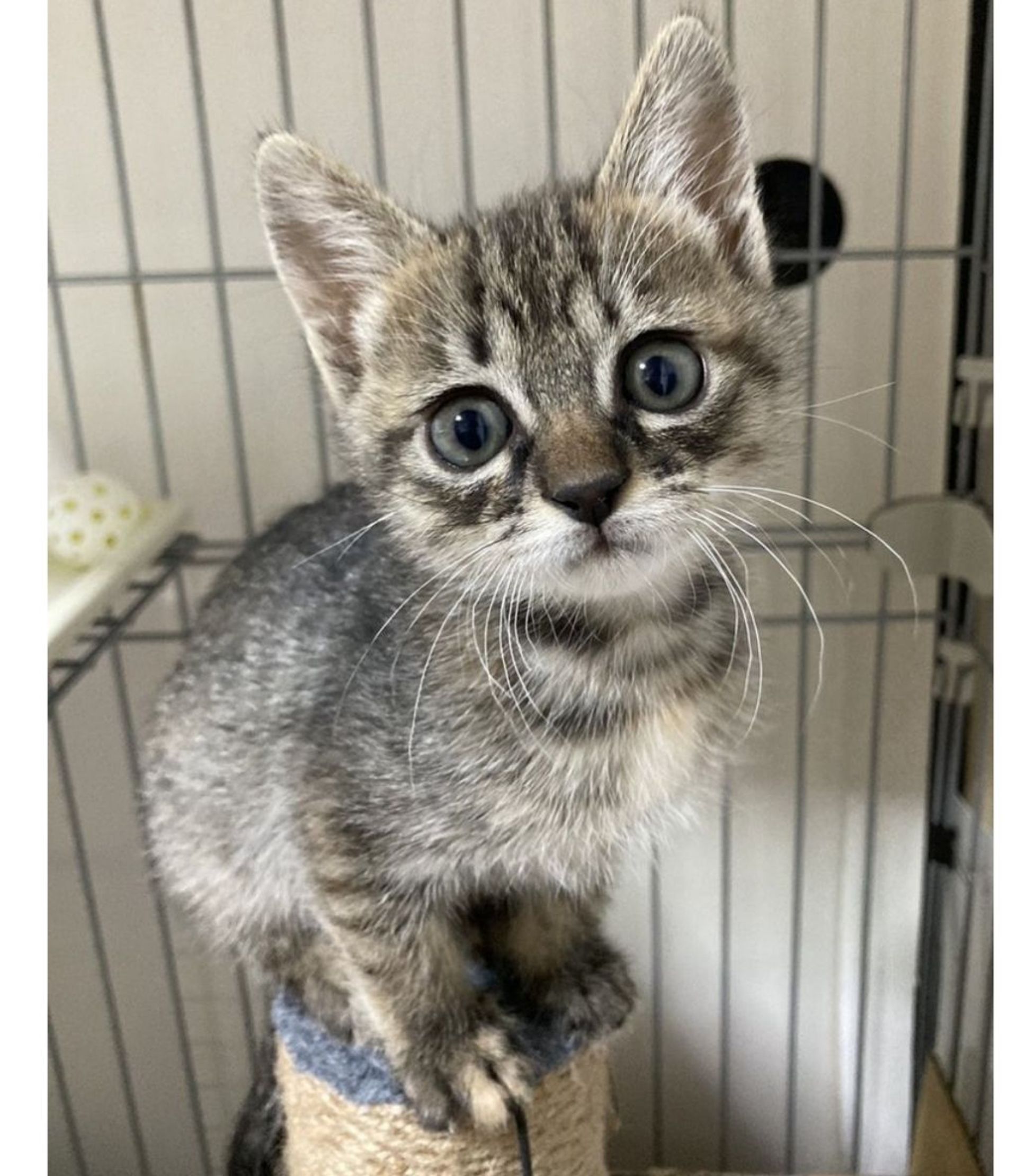 雑種（ミックス猫）・メスの里親募集の写真