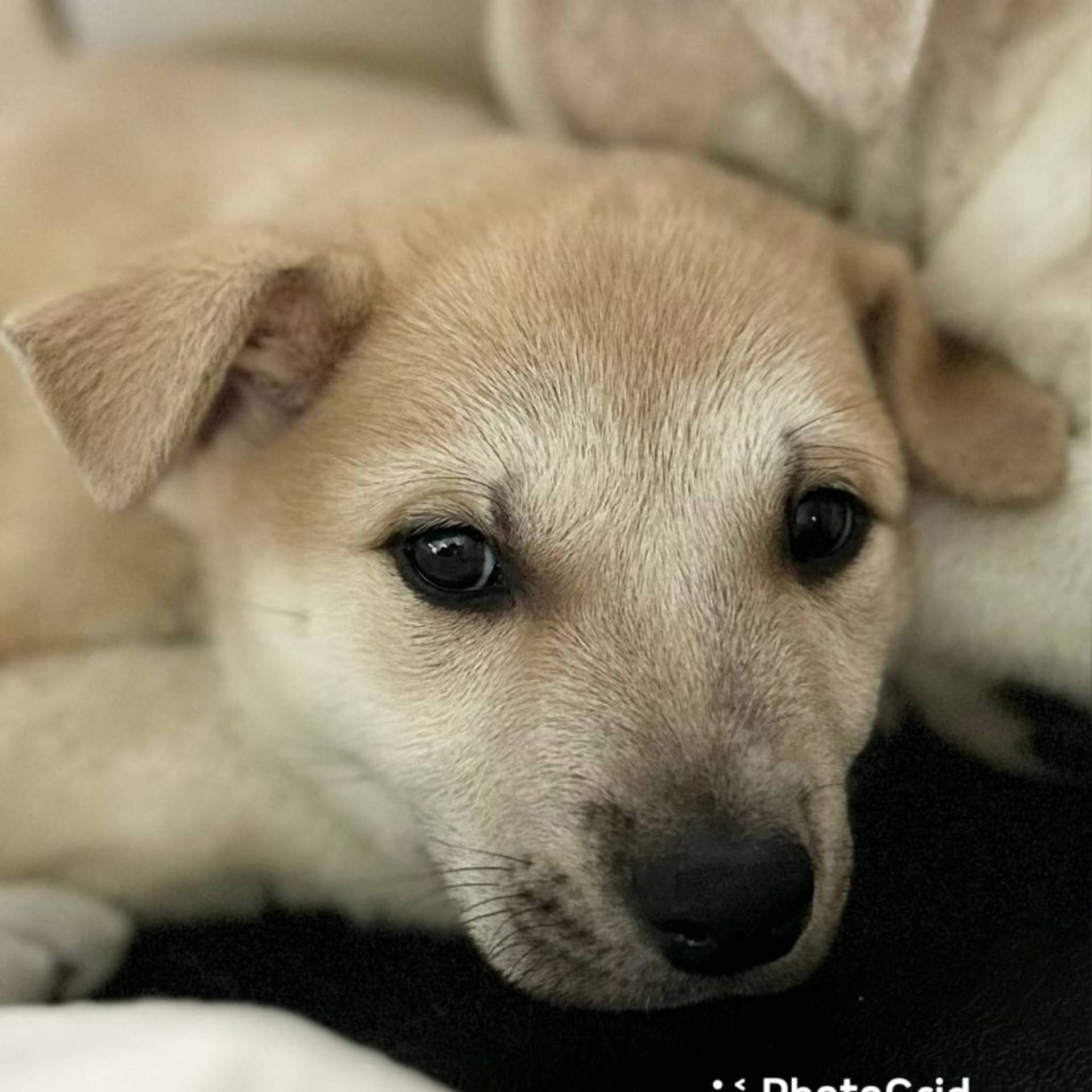 雑種（ミックス犬）・オスの里親募集の写真