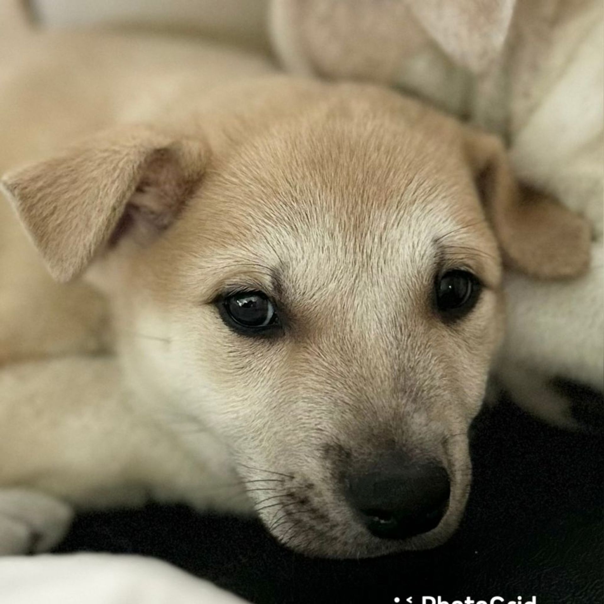 雑種（ミックス犬）・オスの里親募集の写真