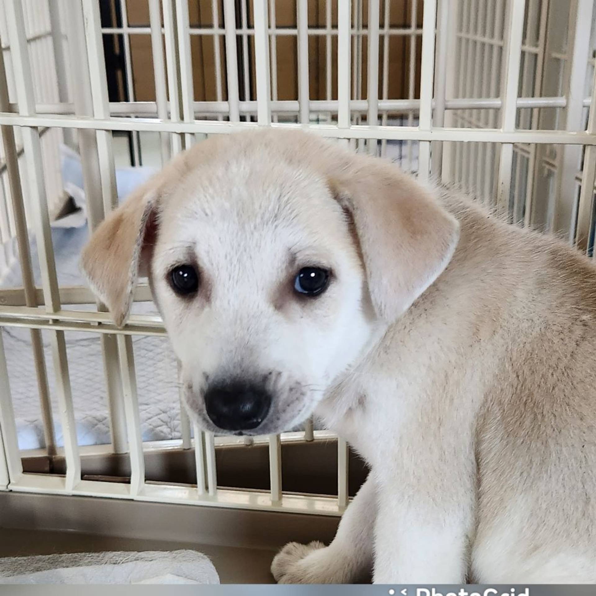 雑種（ミックス犬）・オスの里親募集の写真