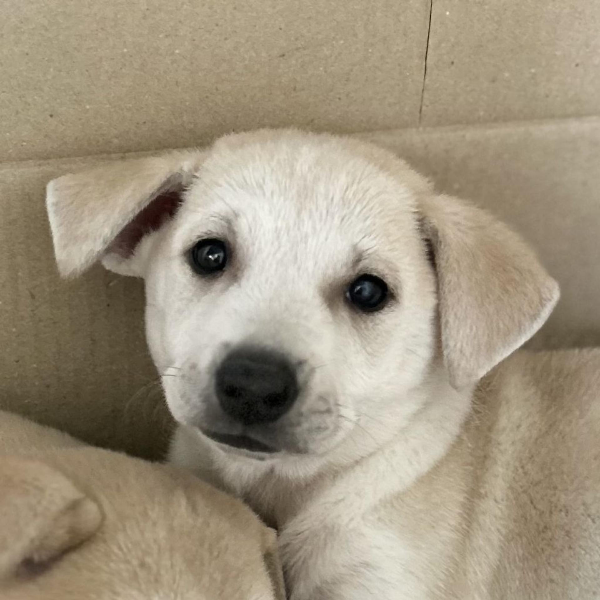 pet-image-2