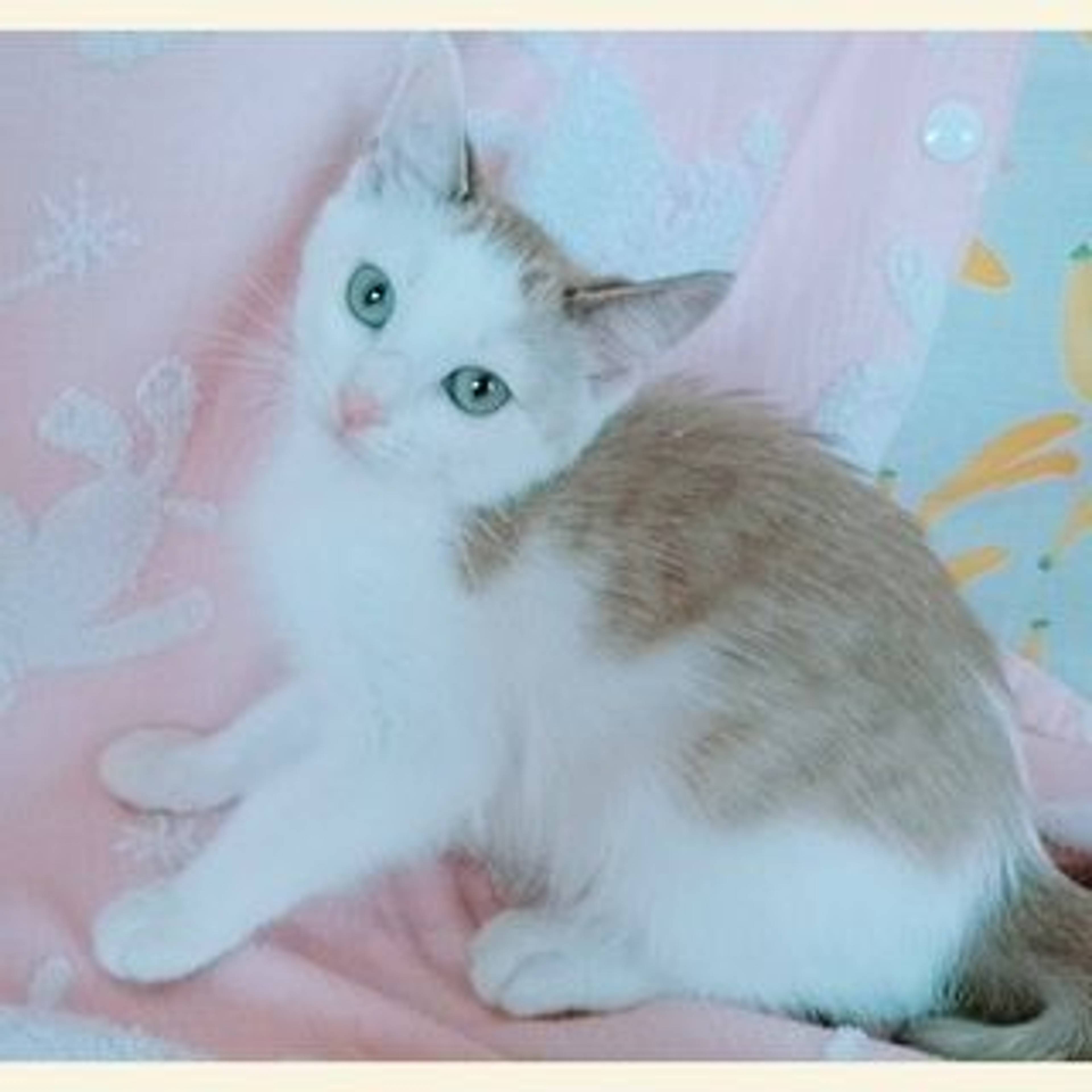雑種（ミックス猫）・メスの里親募集の写真