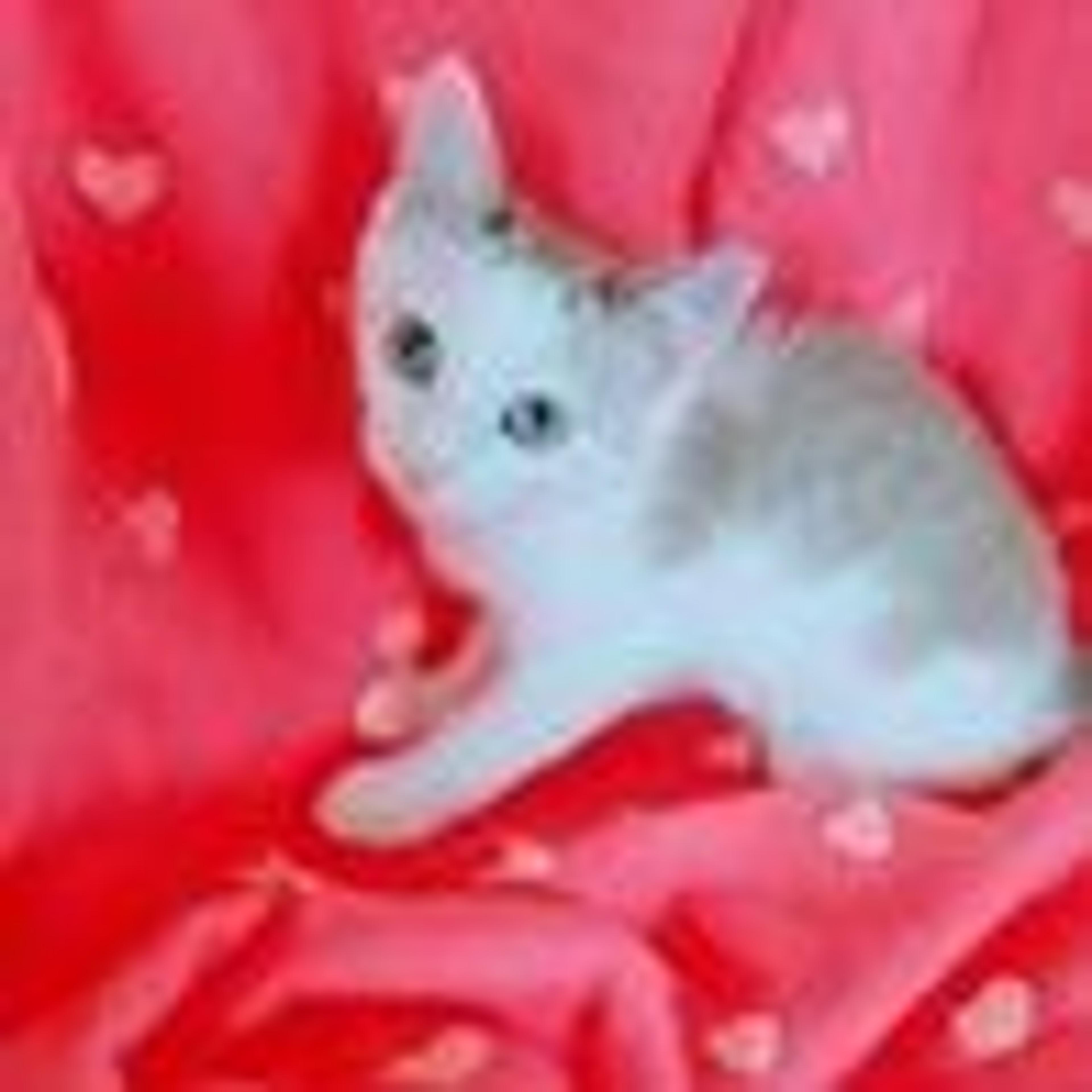 pet-image-2