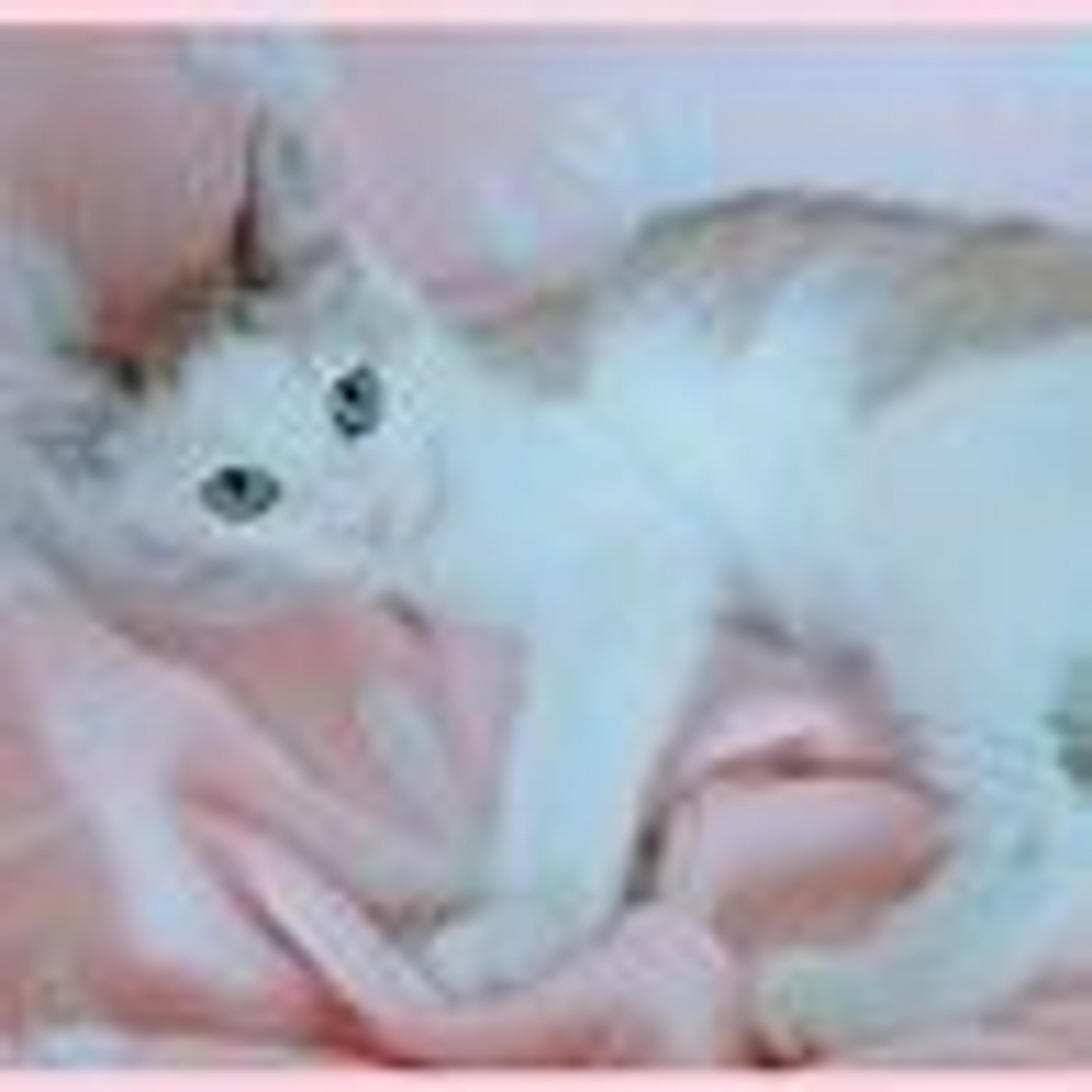 pet-image-4
