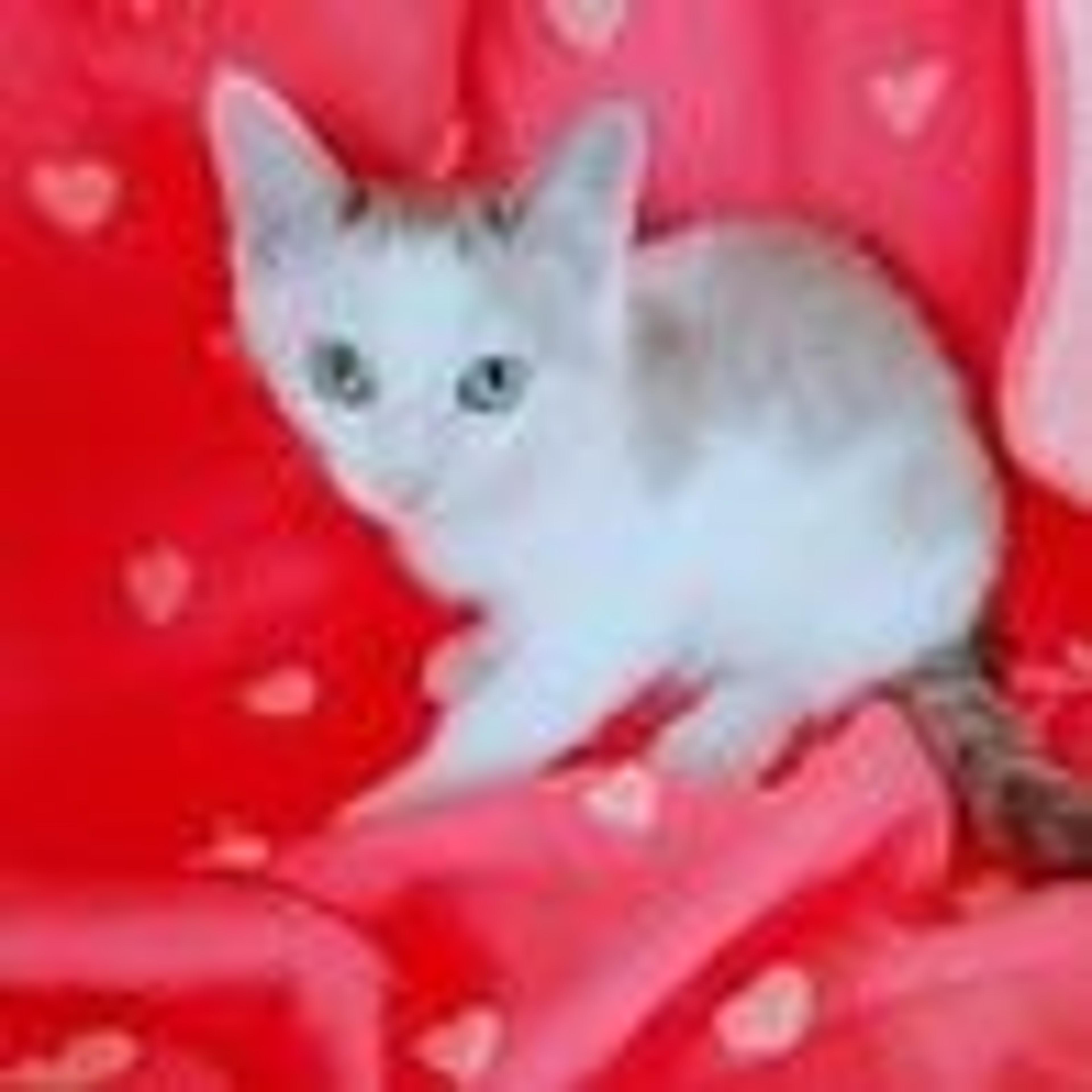pet-image-5